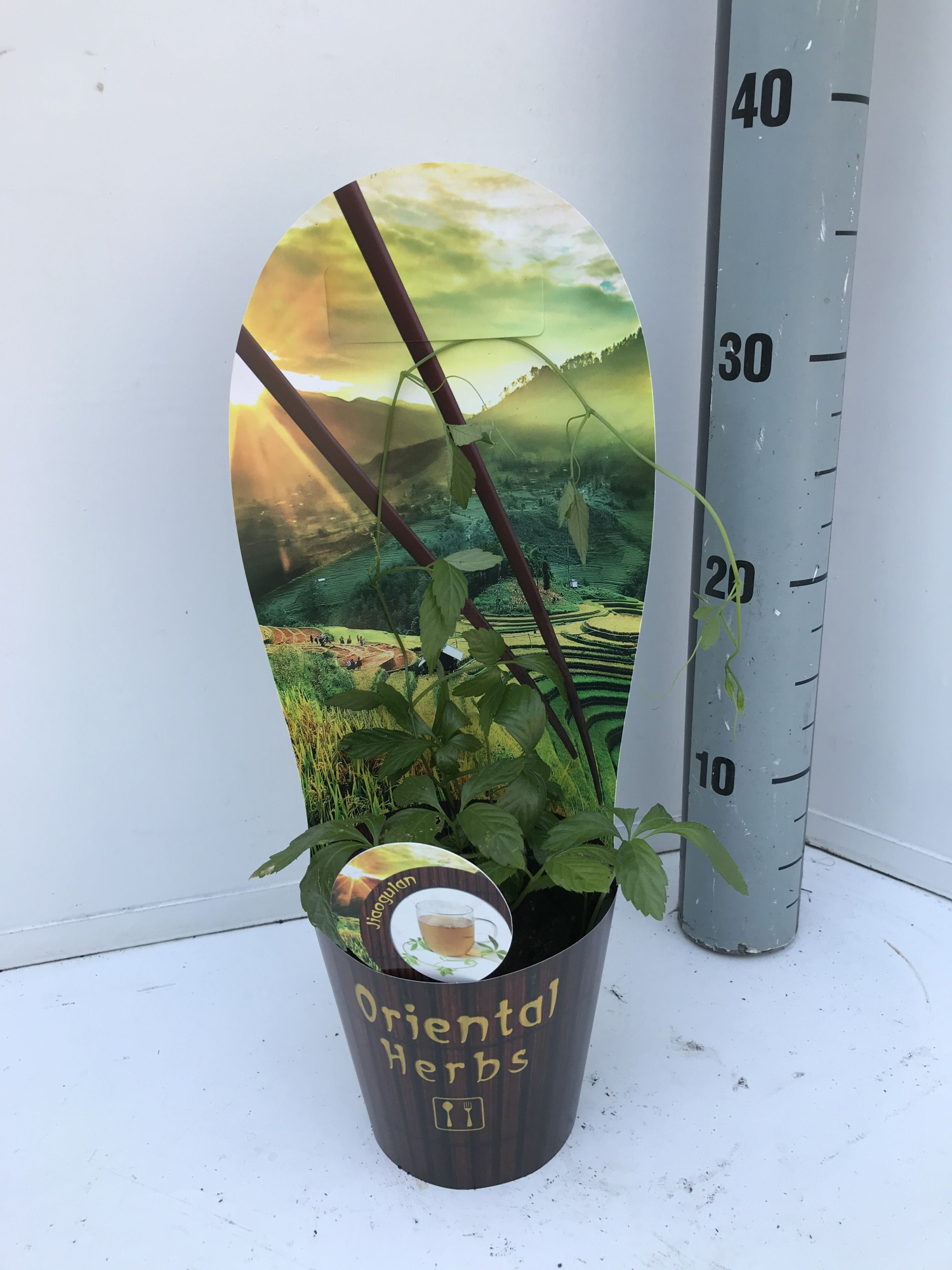 Gynostema penthaphylum, D 12 cm