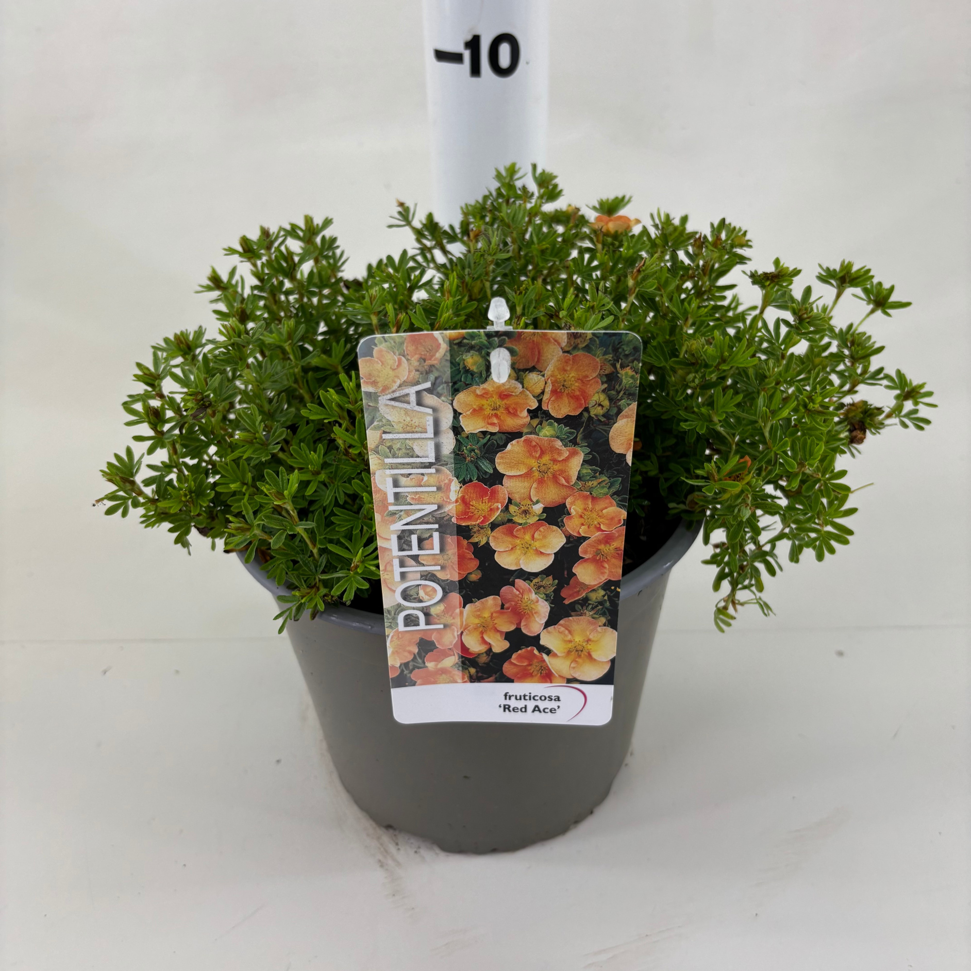 Potentilla fruticosa 'Red Ace', D 19 cm