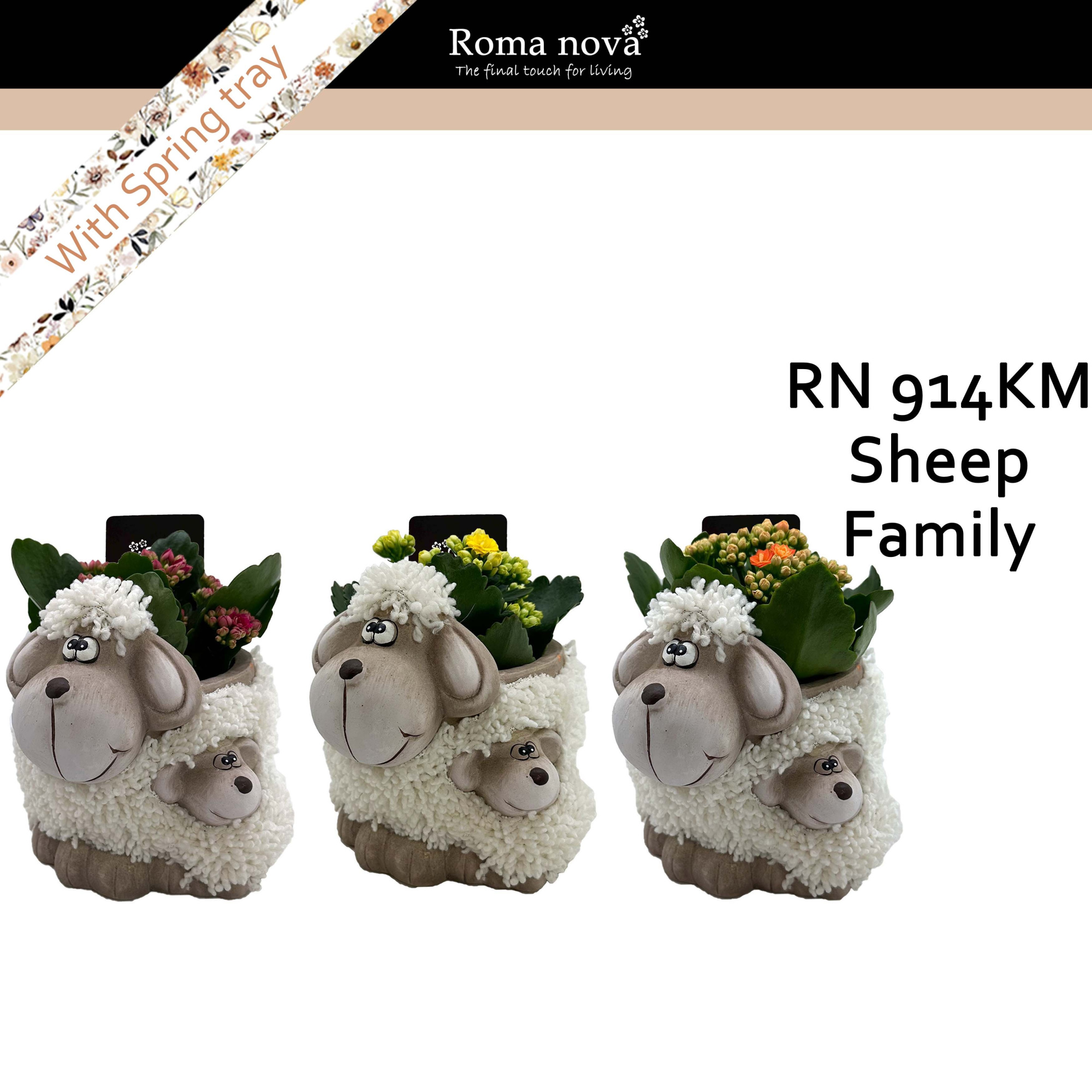 914KM - Sheep Family (Kalanchoe mix), D 14