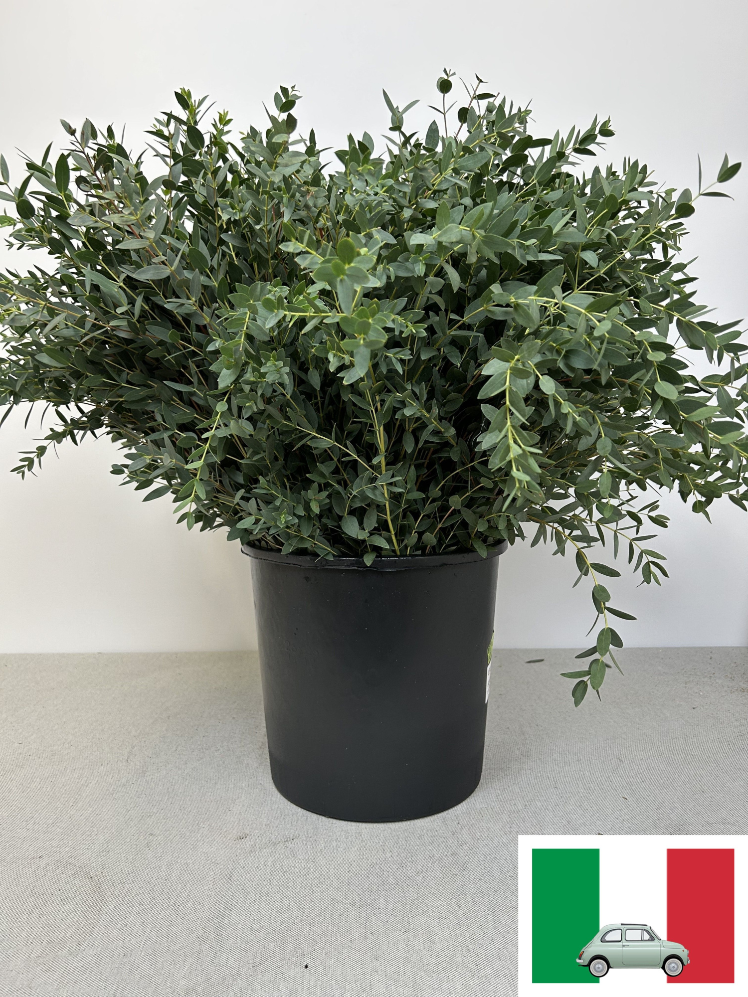 Эвкалипт Парвифолия за пучок 70, пуч.