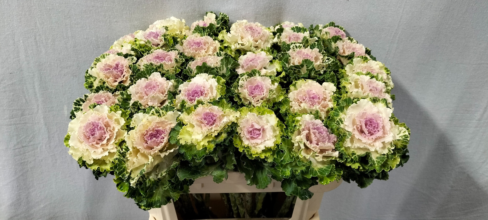 Брассика Крейн Рафл Биколор 70, шт.