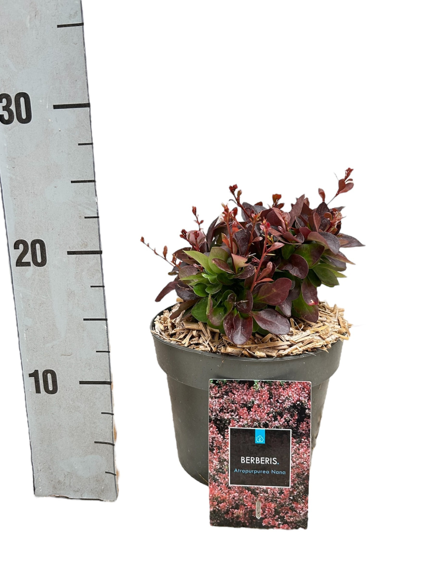 Berberis thunbergii 'Atropurpurea Nana', D 17 cm