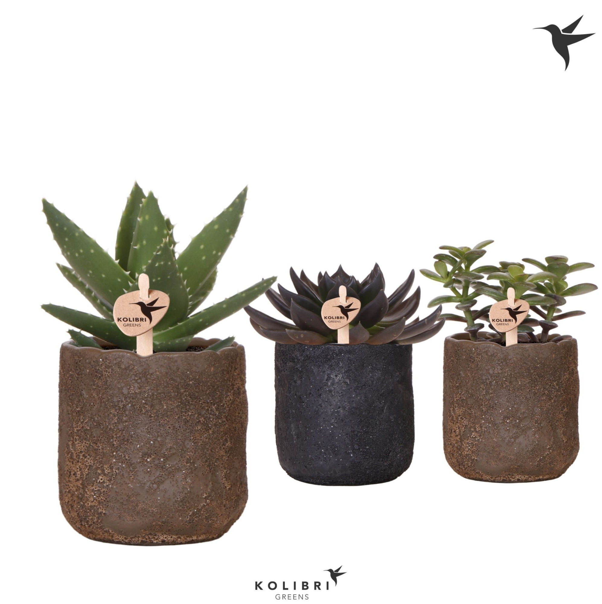 Kolibri Greens Succulenten mix in Moon pot mix, D 9 cm