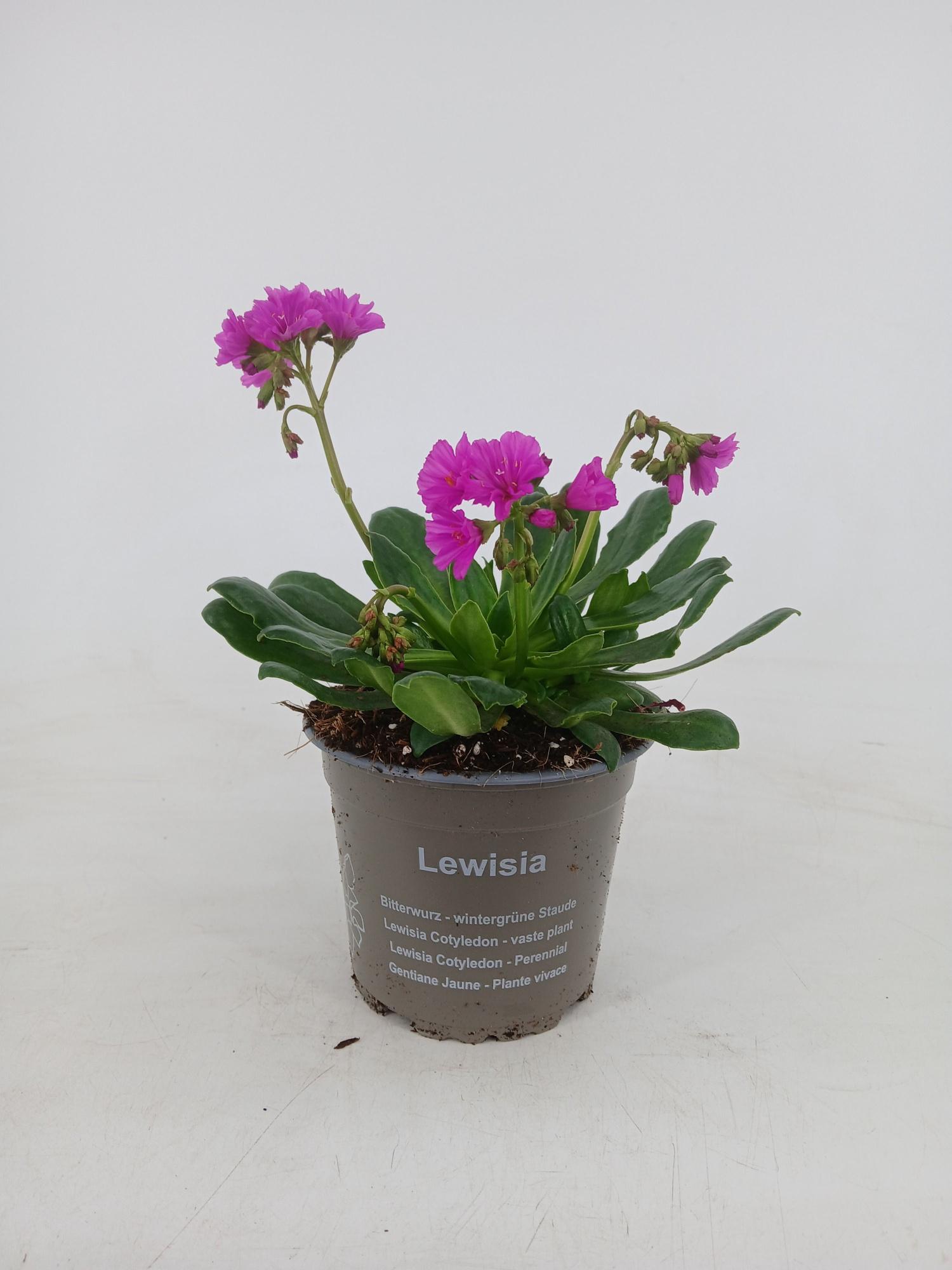 Lewisia 'Elise ' Ultra Violet, D 12