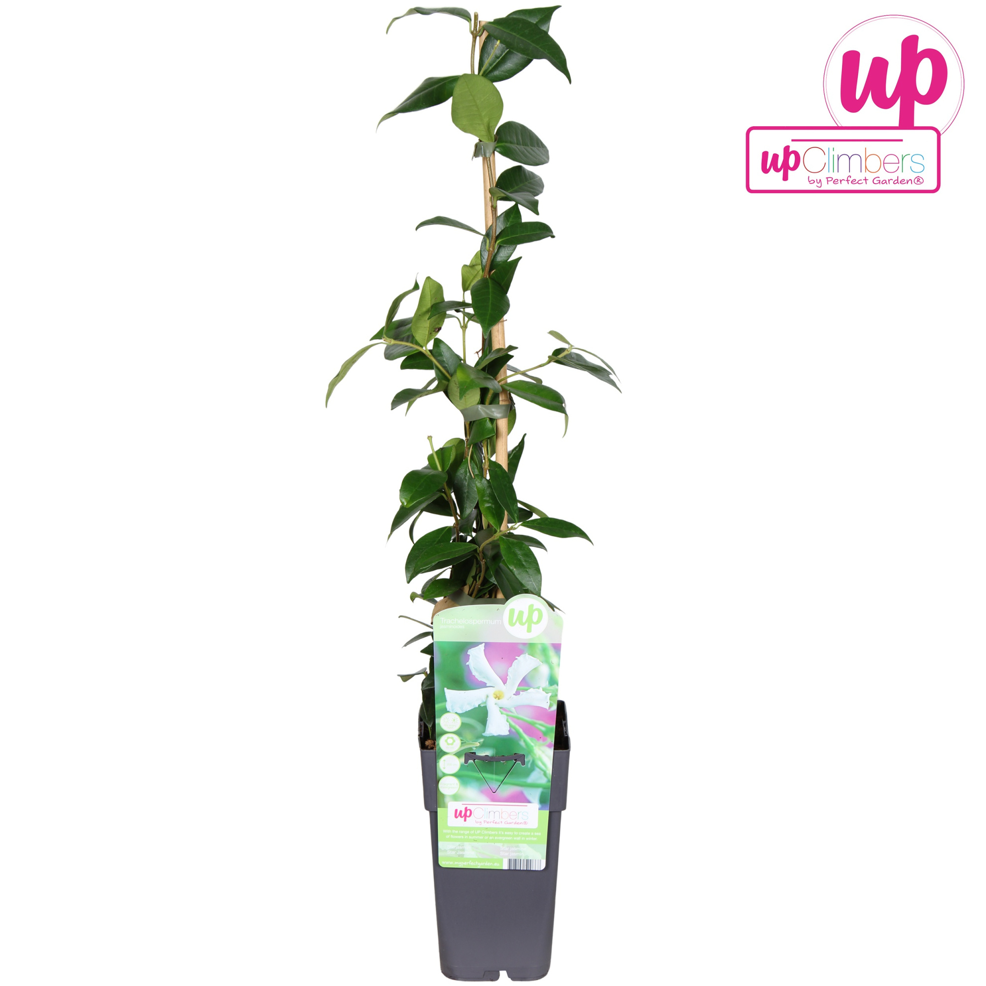 Trachelospermum Jasminoides P15, D 15