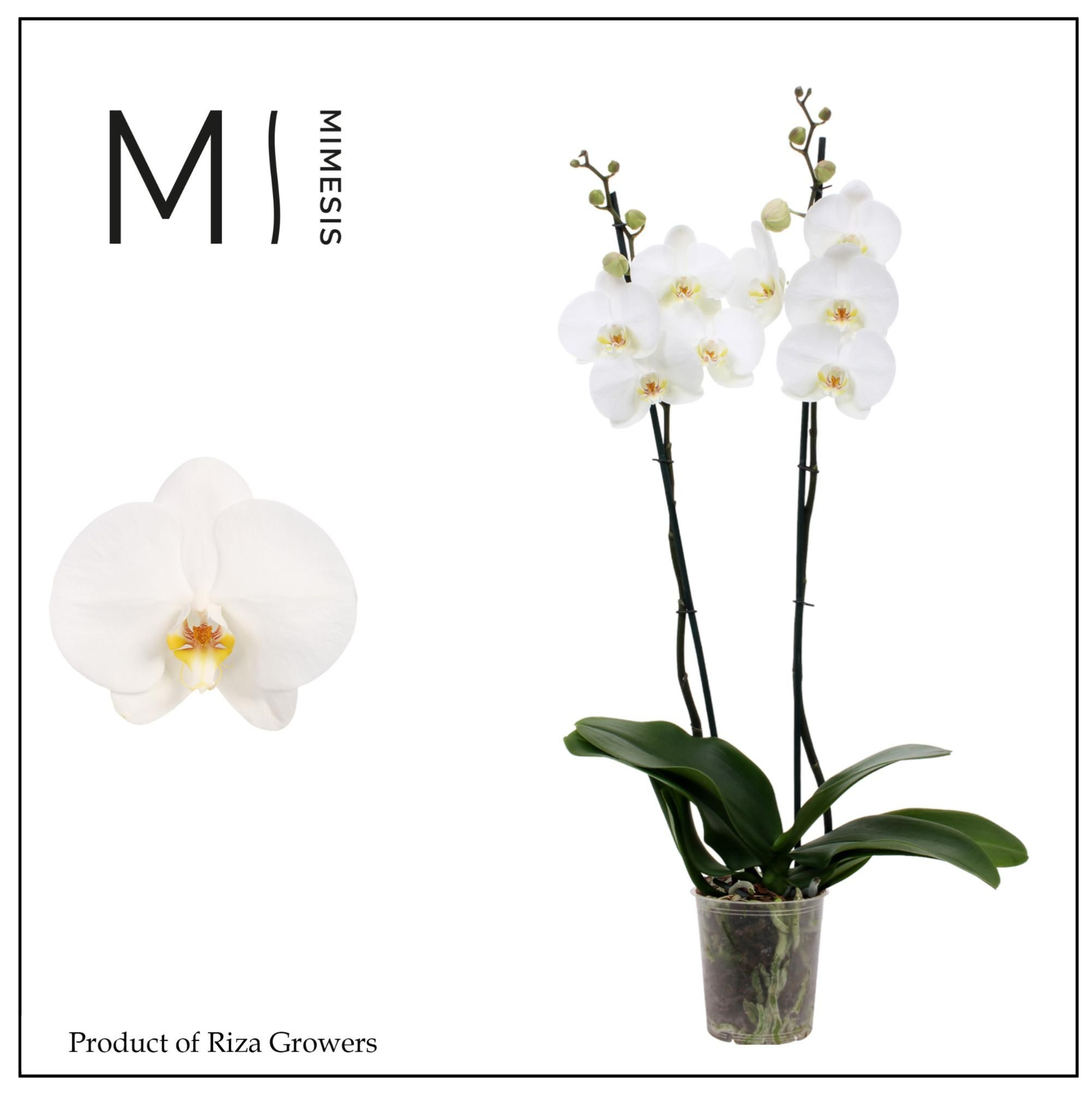 Phalaenopsis White Bigflower 2 spike - 12cm | Mimesis, D 12 cm