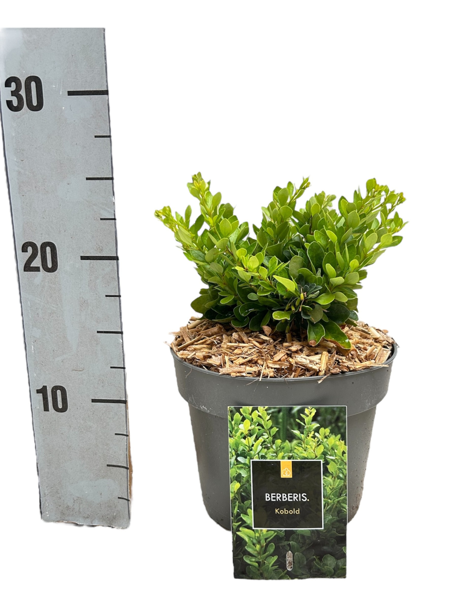 Berberis thunbergii 'Kobold', D 17 cm