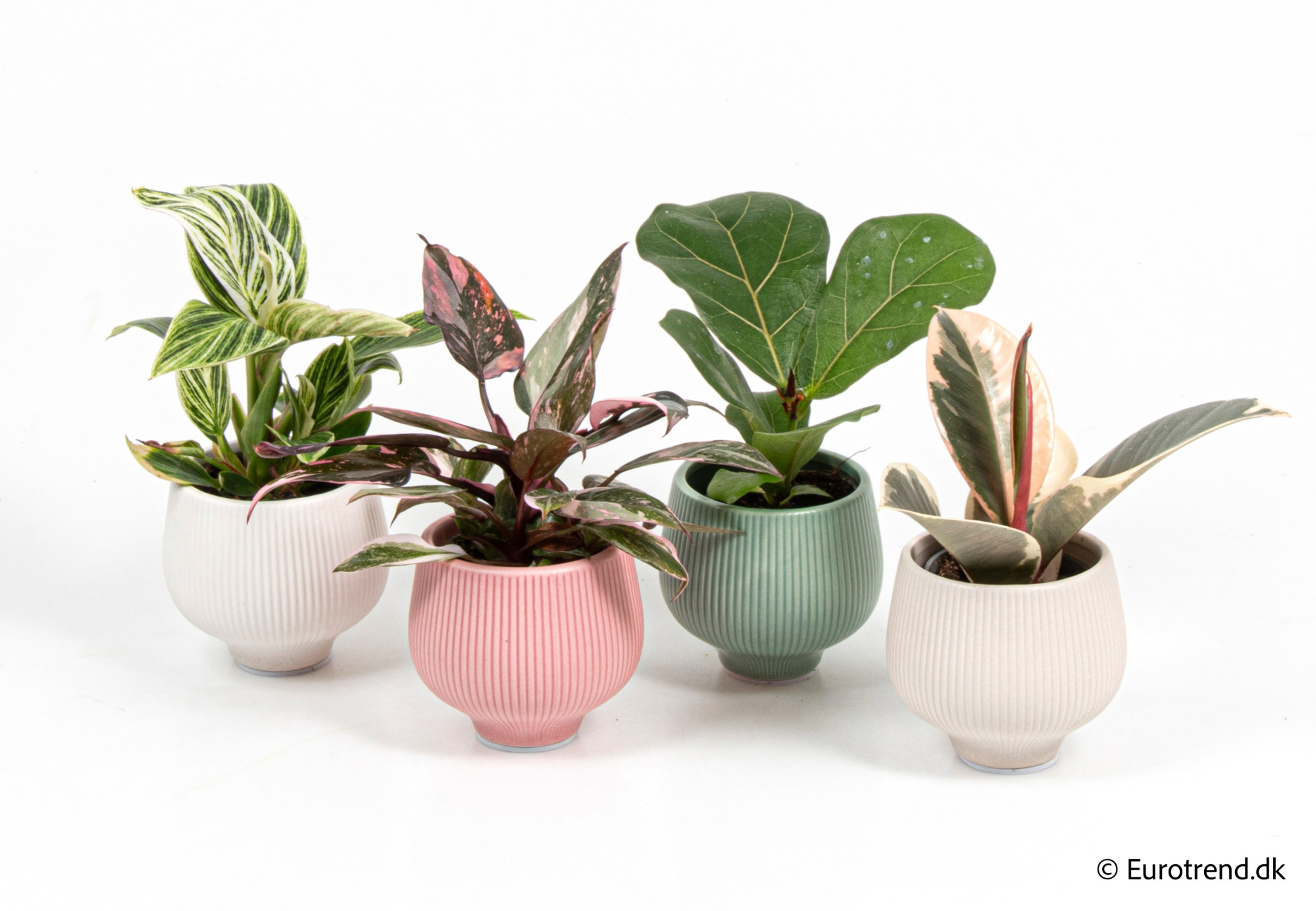 Green mix in New Look ceramic 2026, D 6