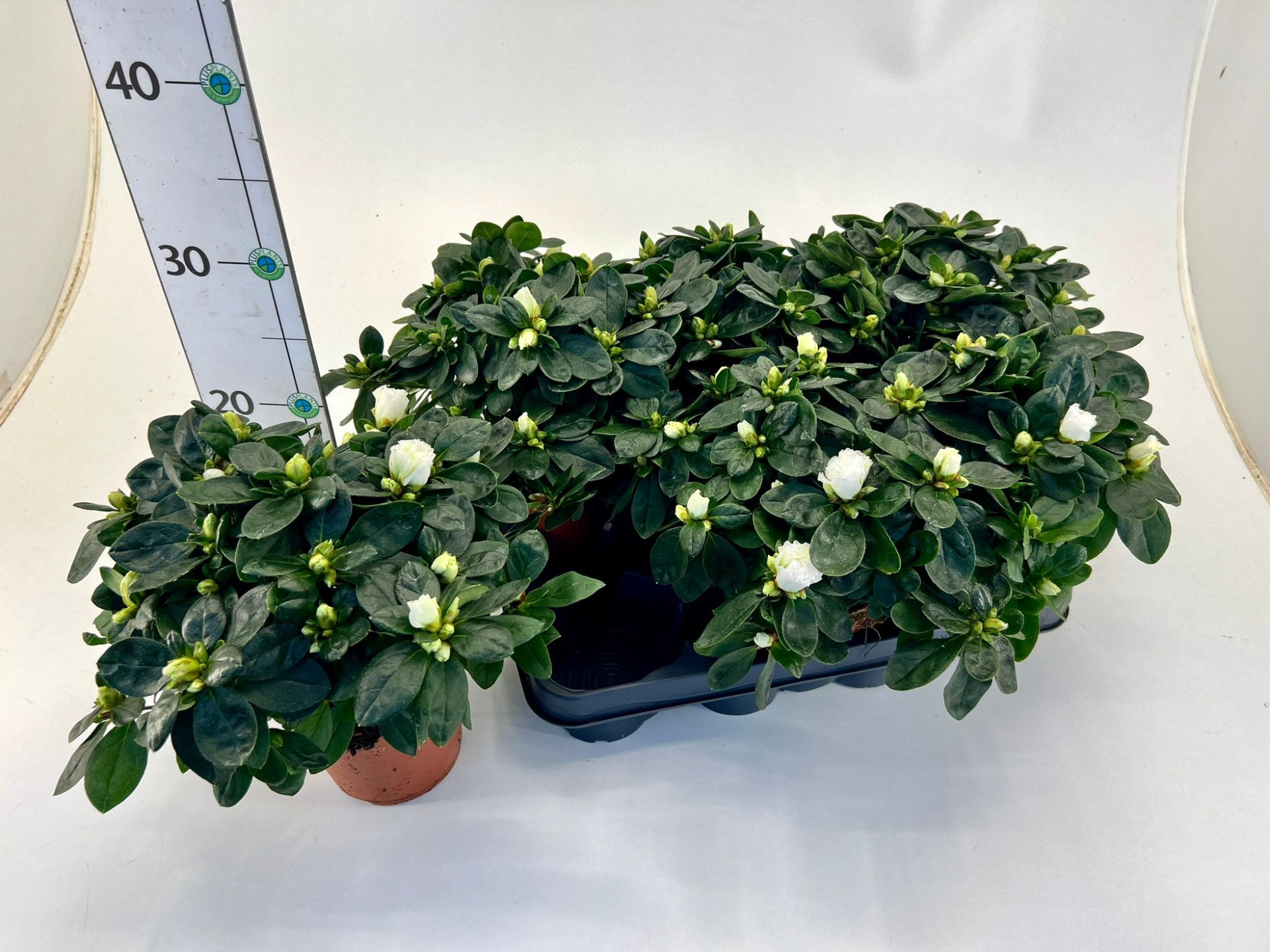 Rhododendron simsii T12 ⌀17 white, D 12 cm