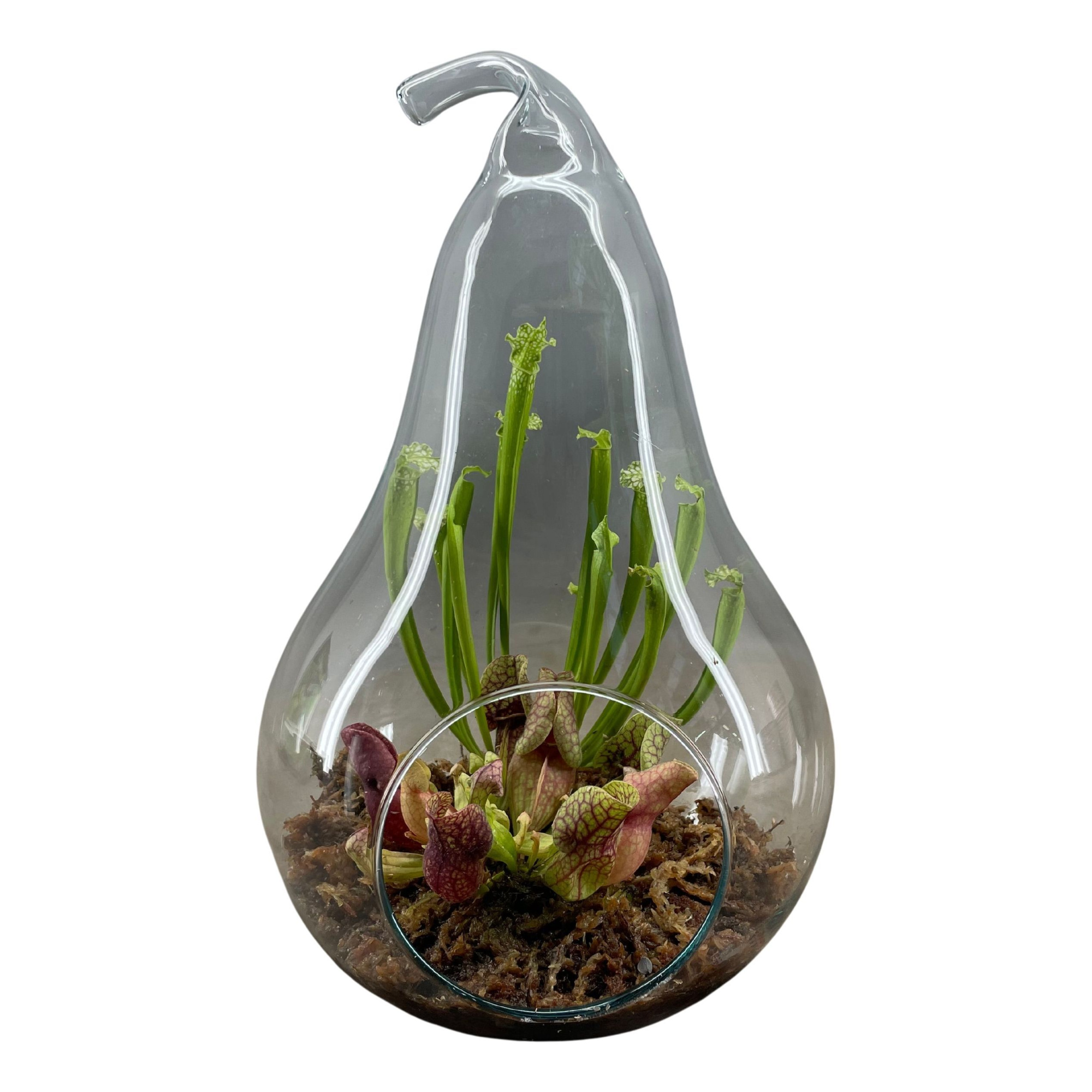 Terrarium in peer glas, D 20