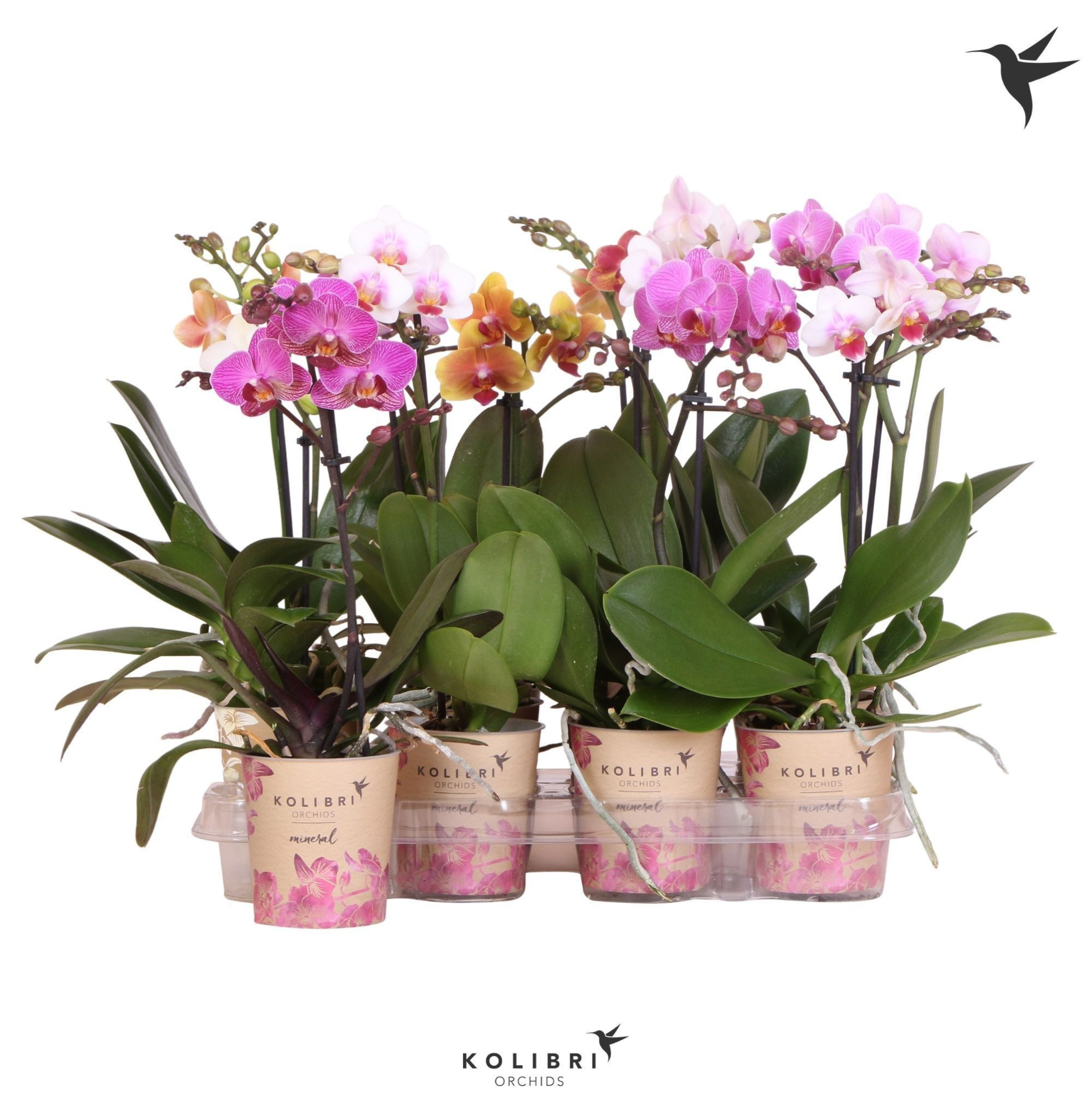 Kolibri Orchids Phalaenopsis Mix 1 spike, D 9