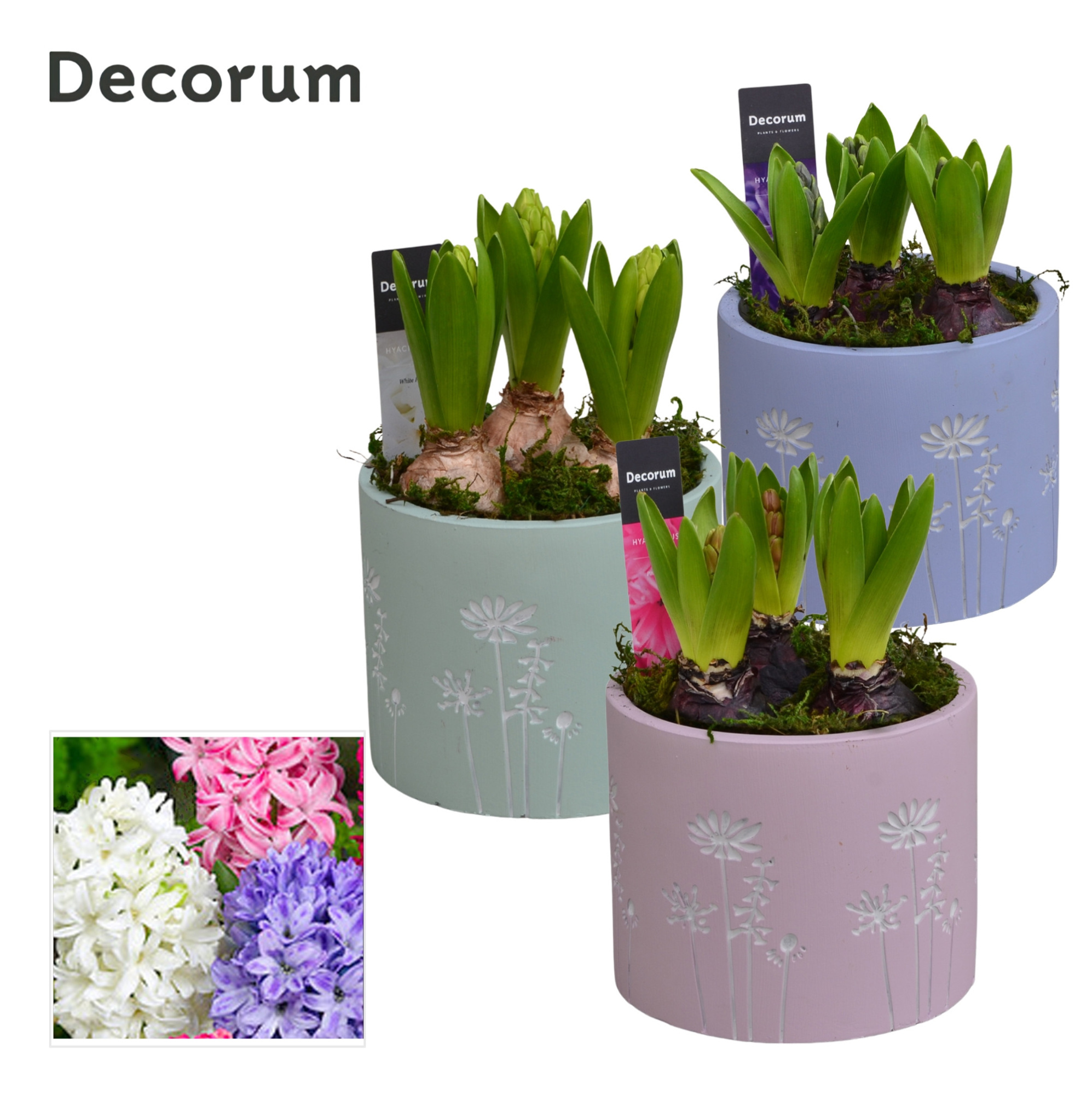 Hyacint Whisper Flower HL15740 [LOVELY COLORS], D 13