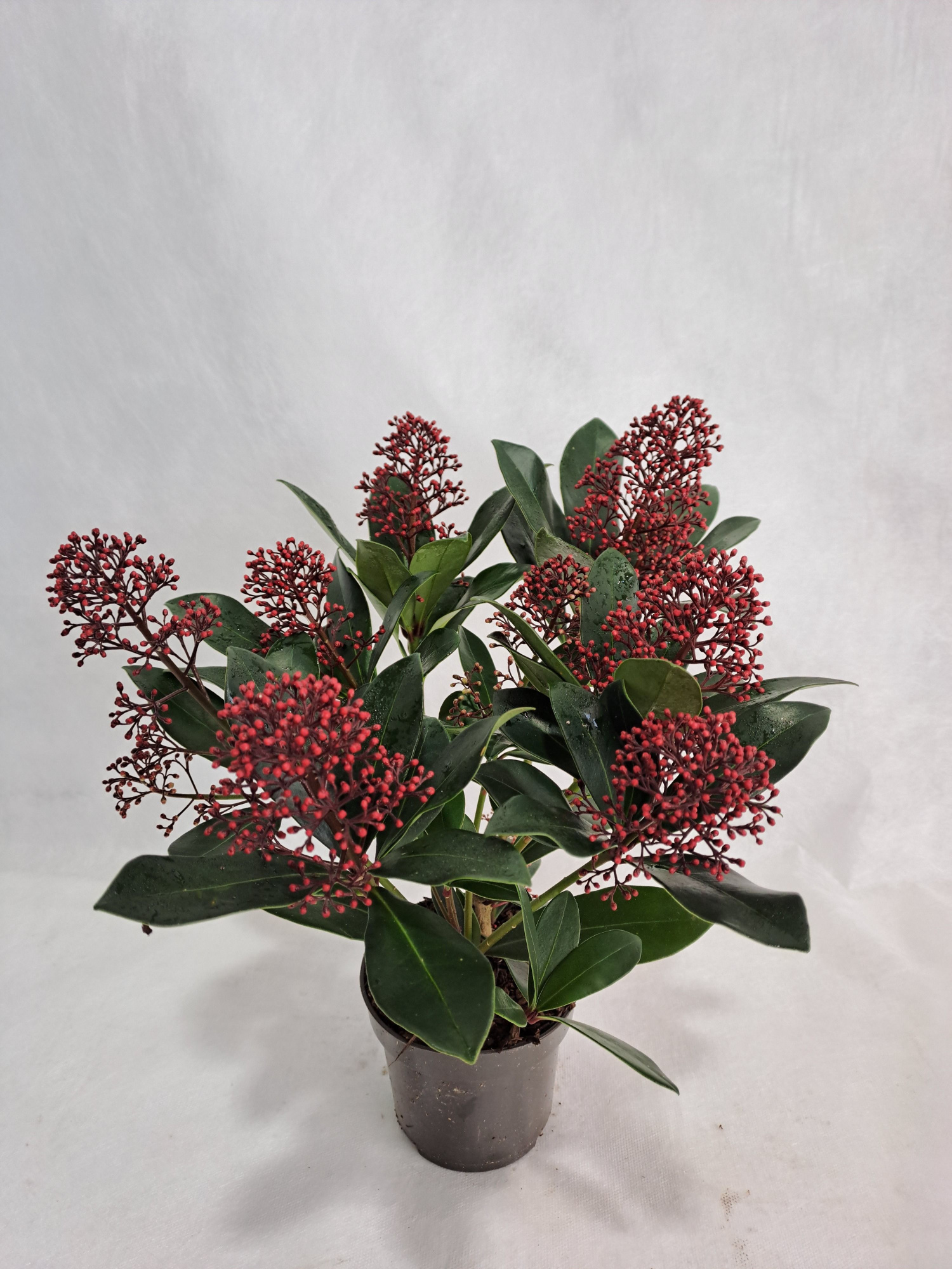 Skimmia Rubella P10 7-8 bloem, D 10,5 cm