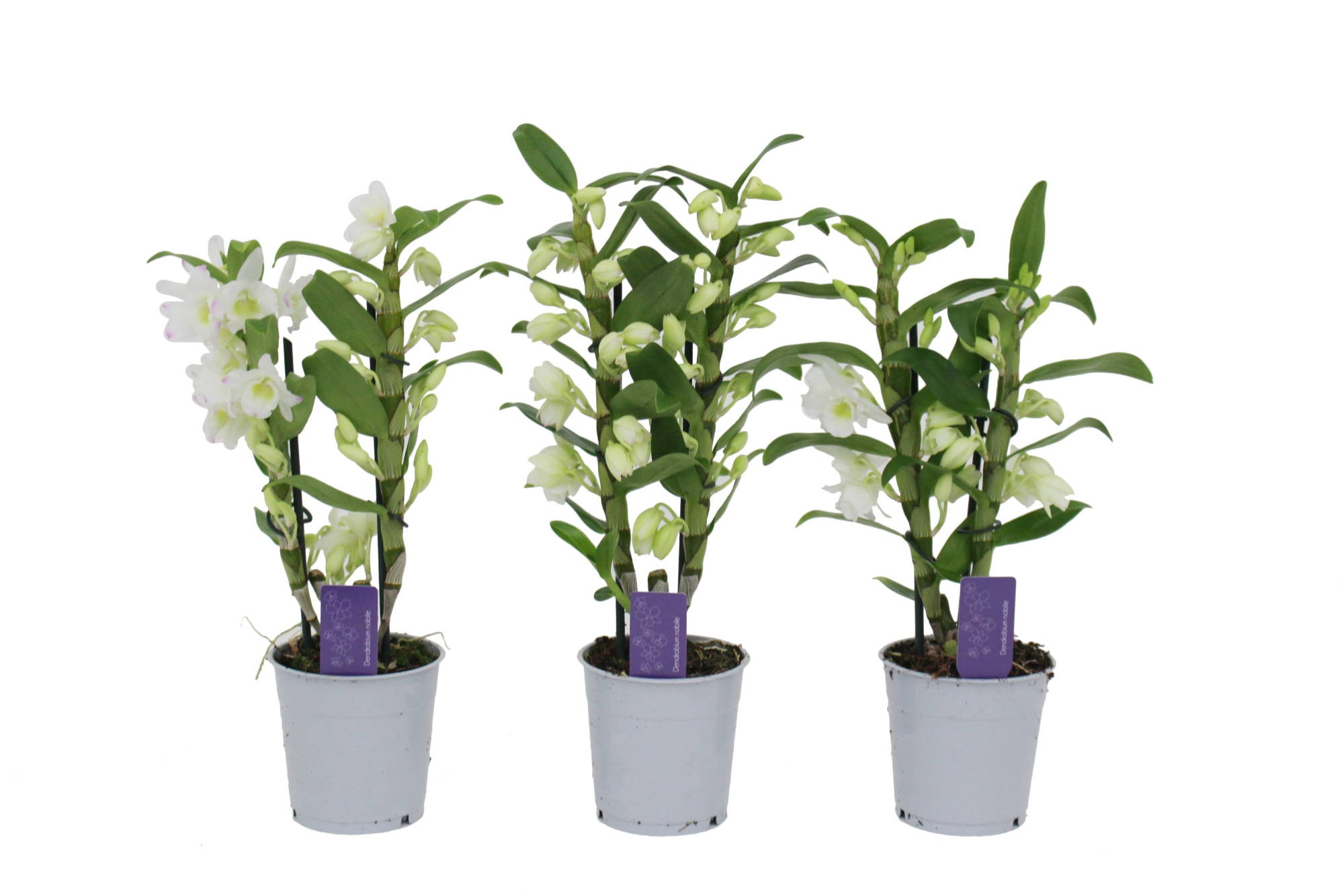 Dendrobium Nobilé, Basic Apollon 2-tak, D 12