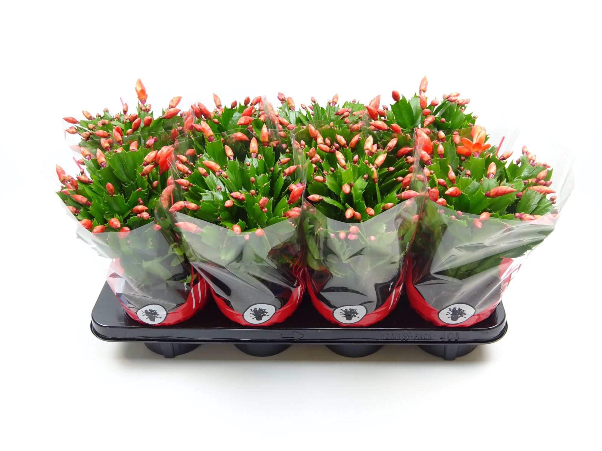 Schlumbergera 13 cm oranje, D 13 cm