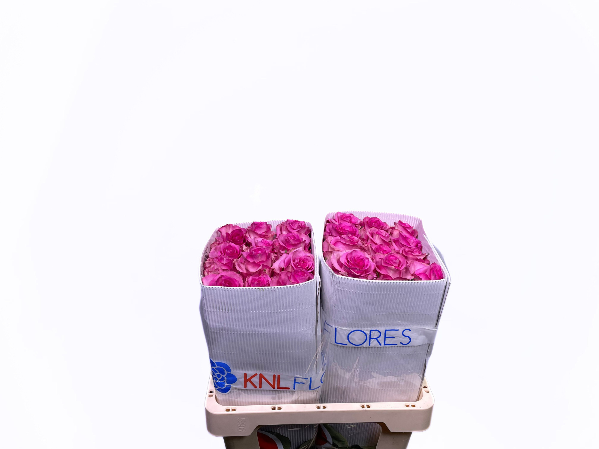 Роза од. Овериг 50, шт.