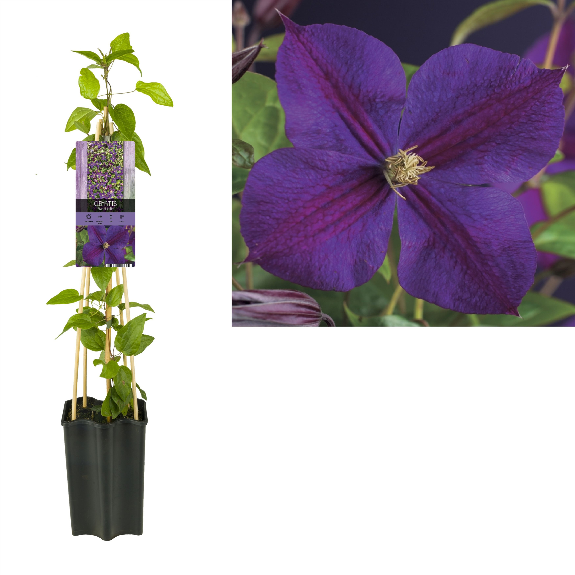 Clematis 'Star of India' +light label, D 15