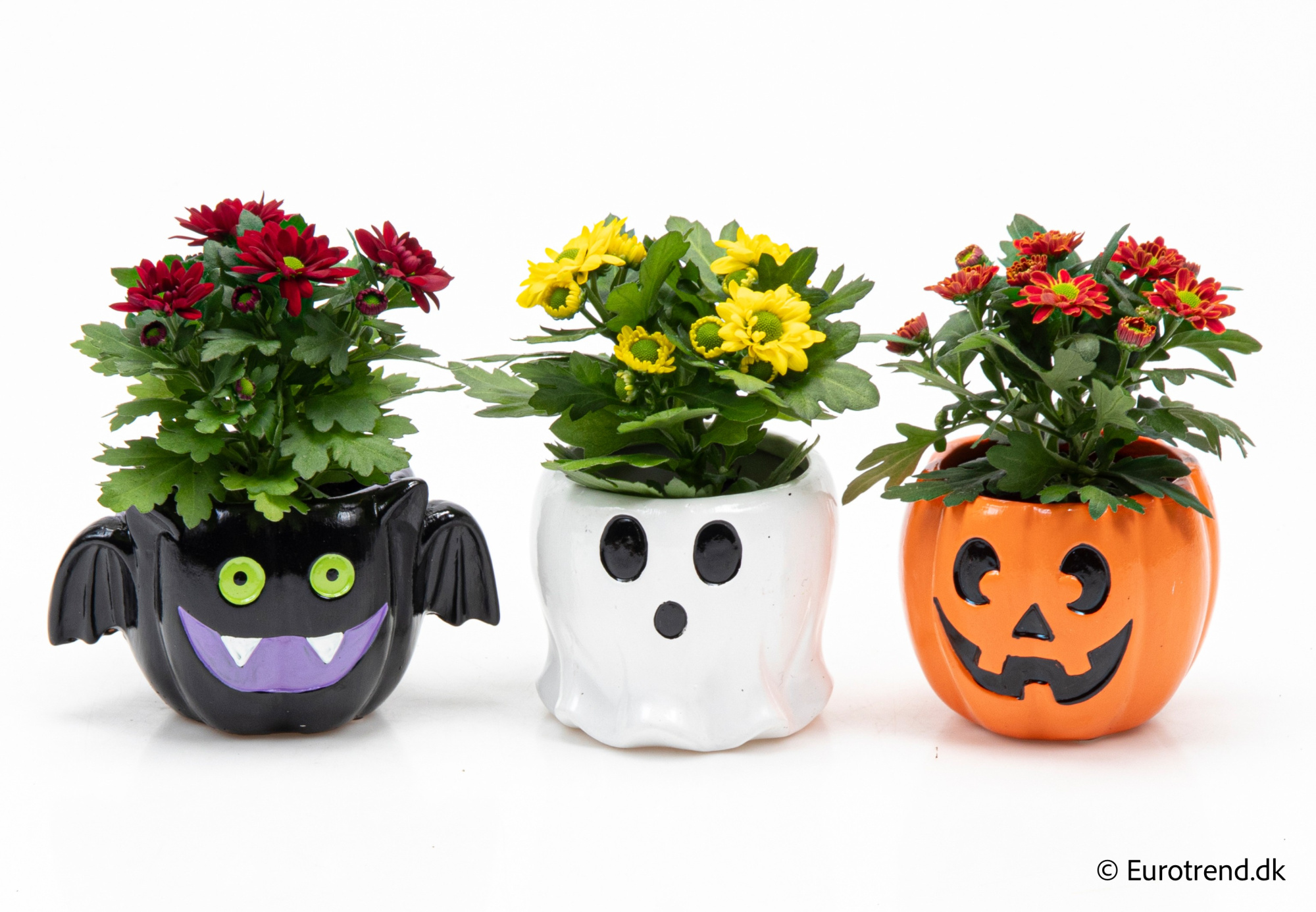 Chrysanthemum in Halloween ceramic 2025, D 6 cm