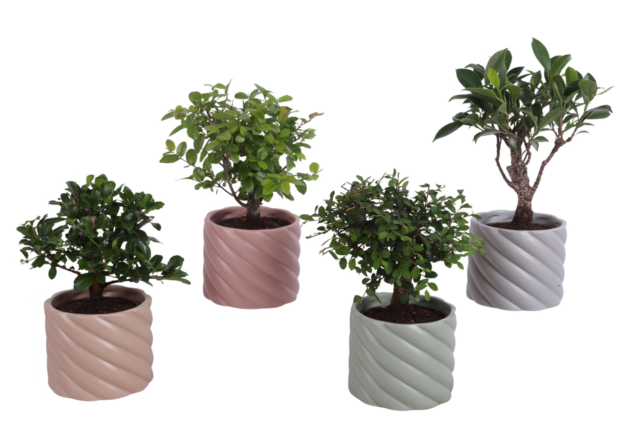 Bonsai Indoor Mix Ø 9cm Ball Shape in Ø11cm Ceramic SE661, D 11