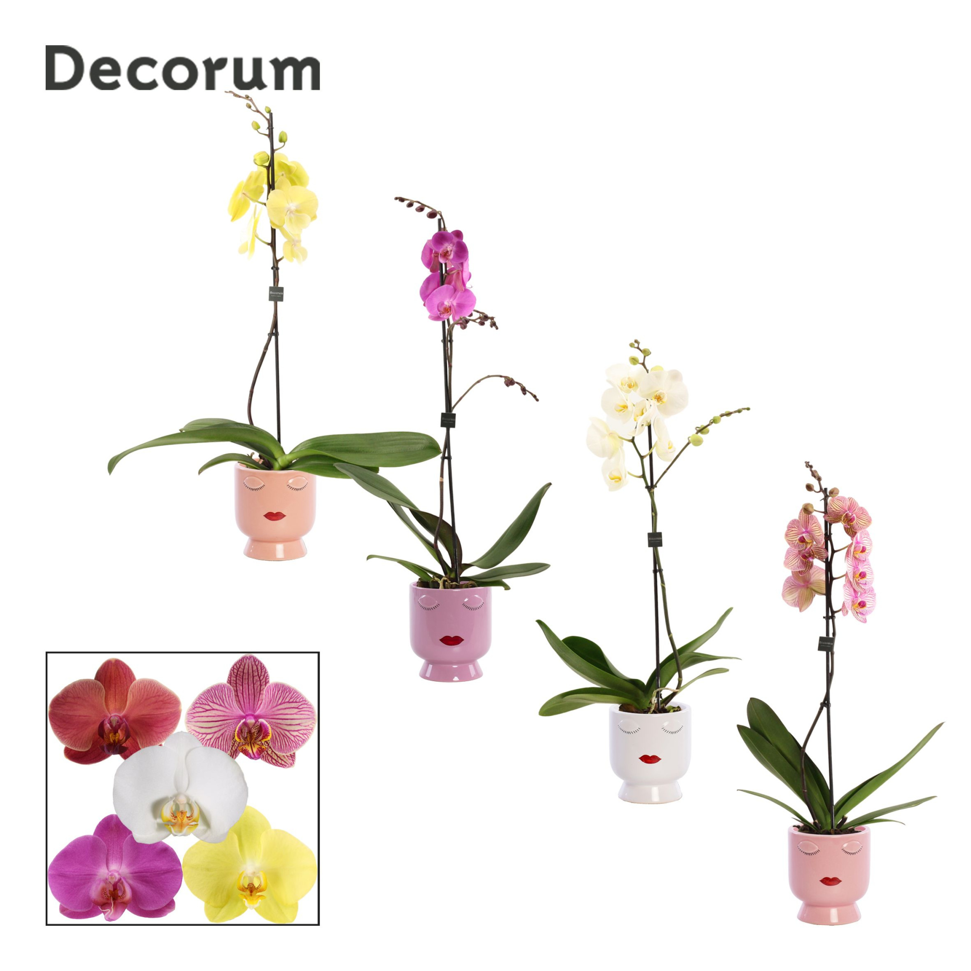 Phalaenopsis 1 tak 9+ mix in Dua Lipa (Party Love-collection), D 12 cm