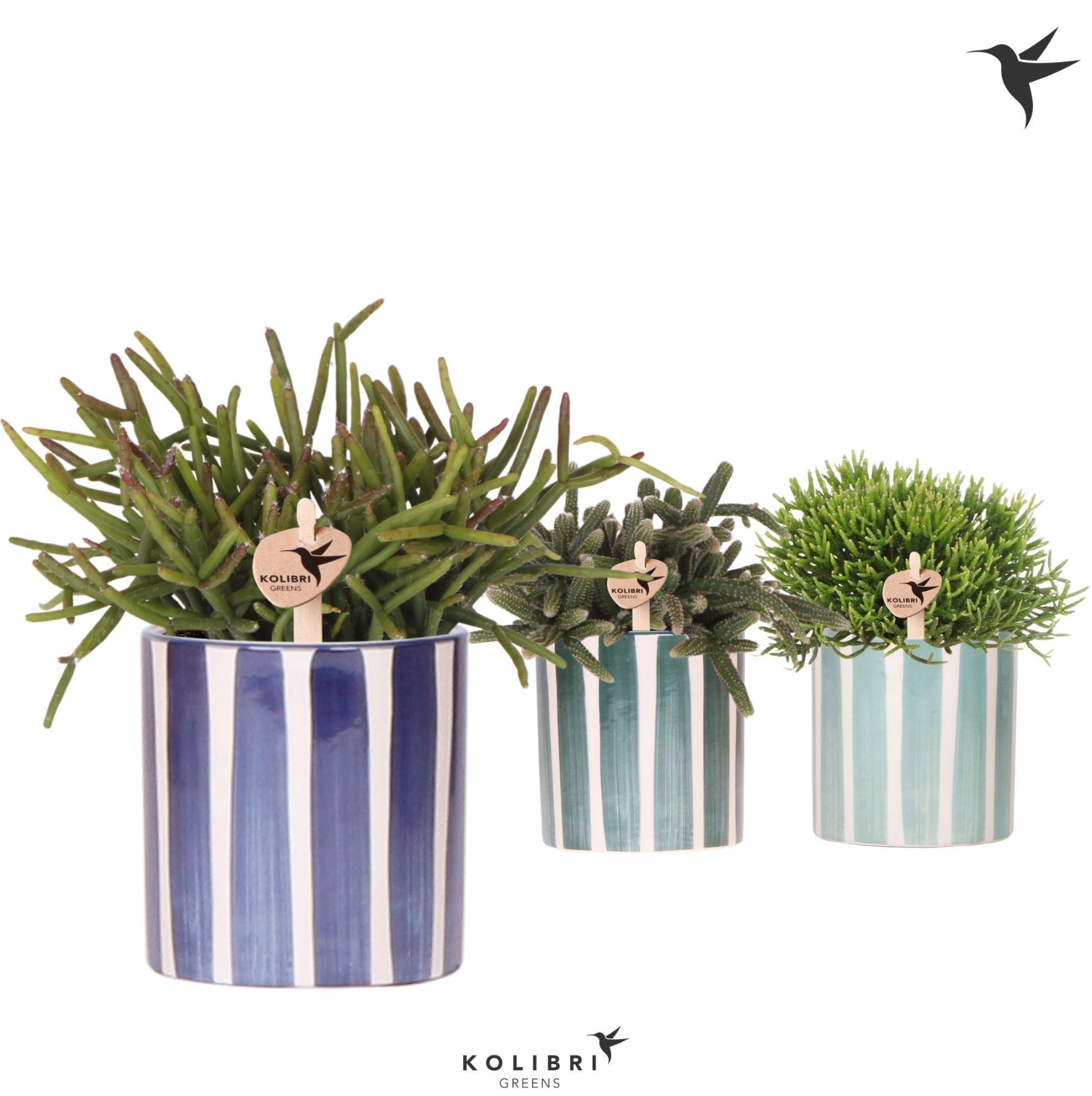 Kolibri Greens Rhipsalis mix in Painted Stripe pot blue mix, D 9
