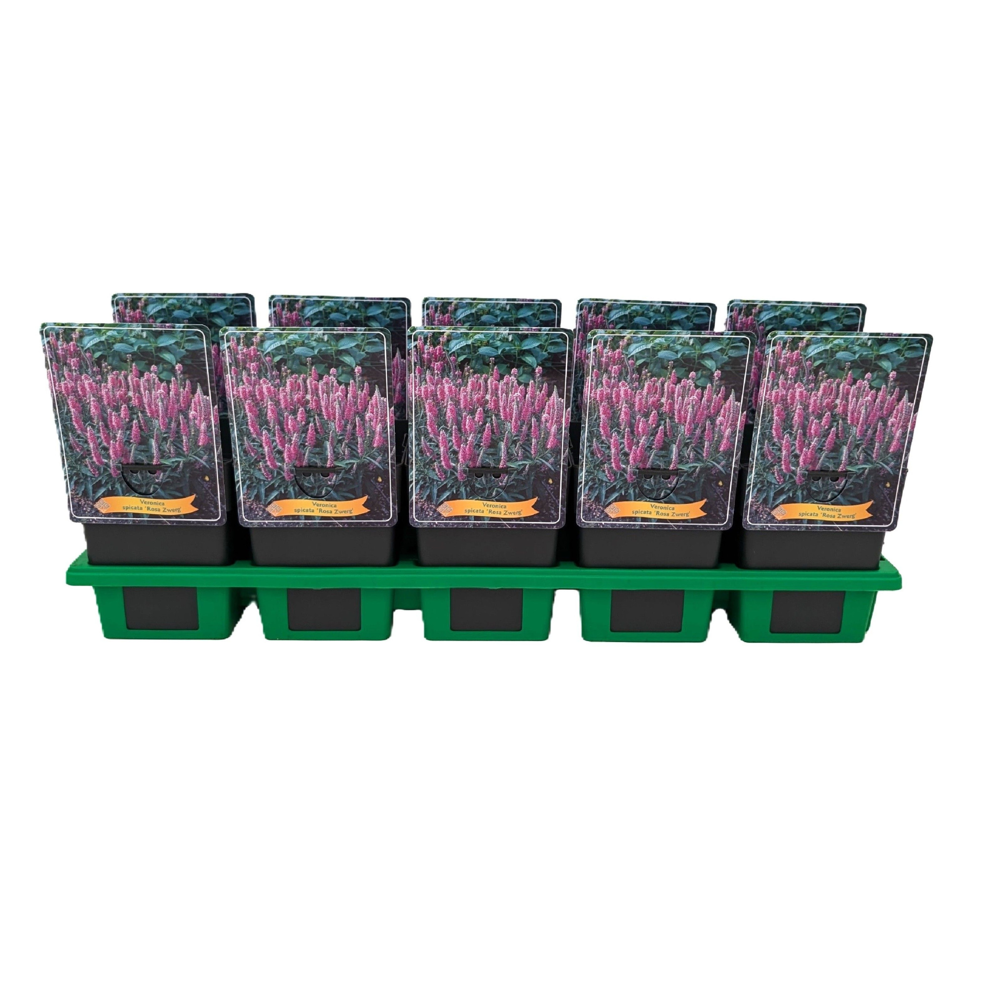 Veronica Spicata 'Rosa Zwerg' P11, D 11
