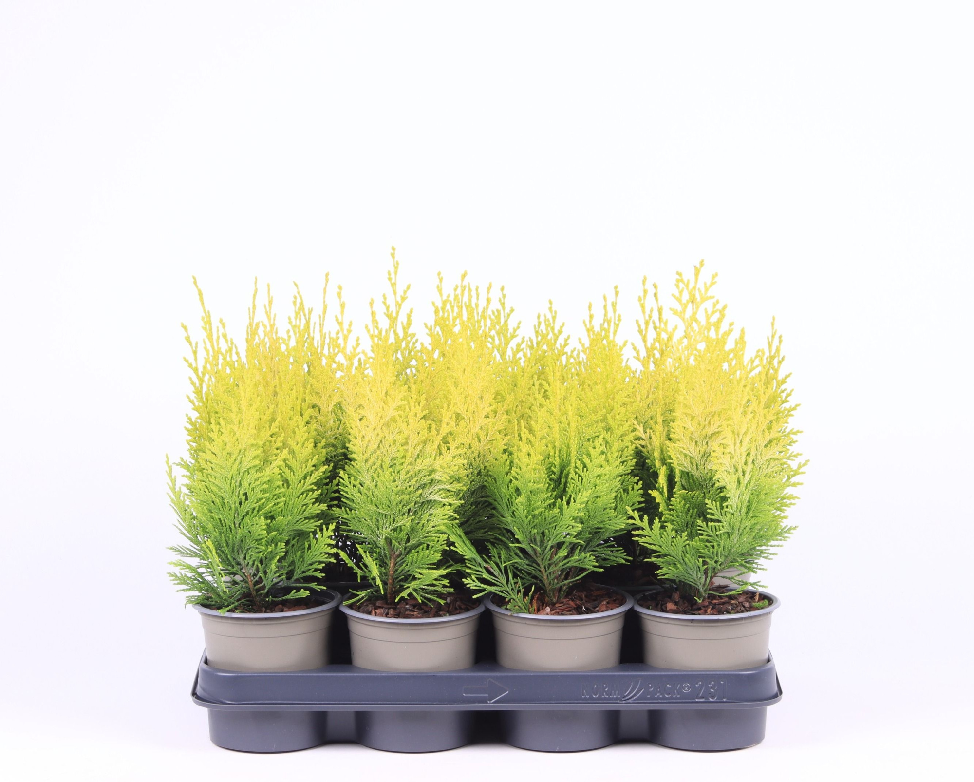 Chamaecyparis lawsoniana 'Ivonne', D 11 cm