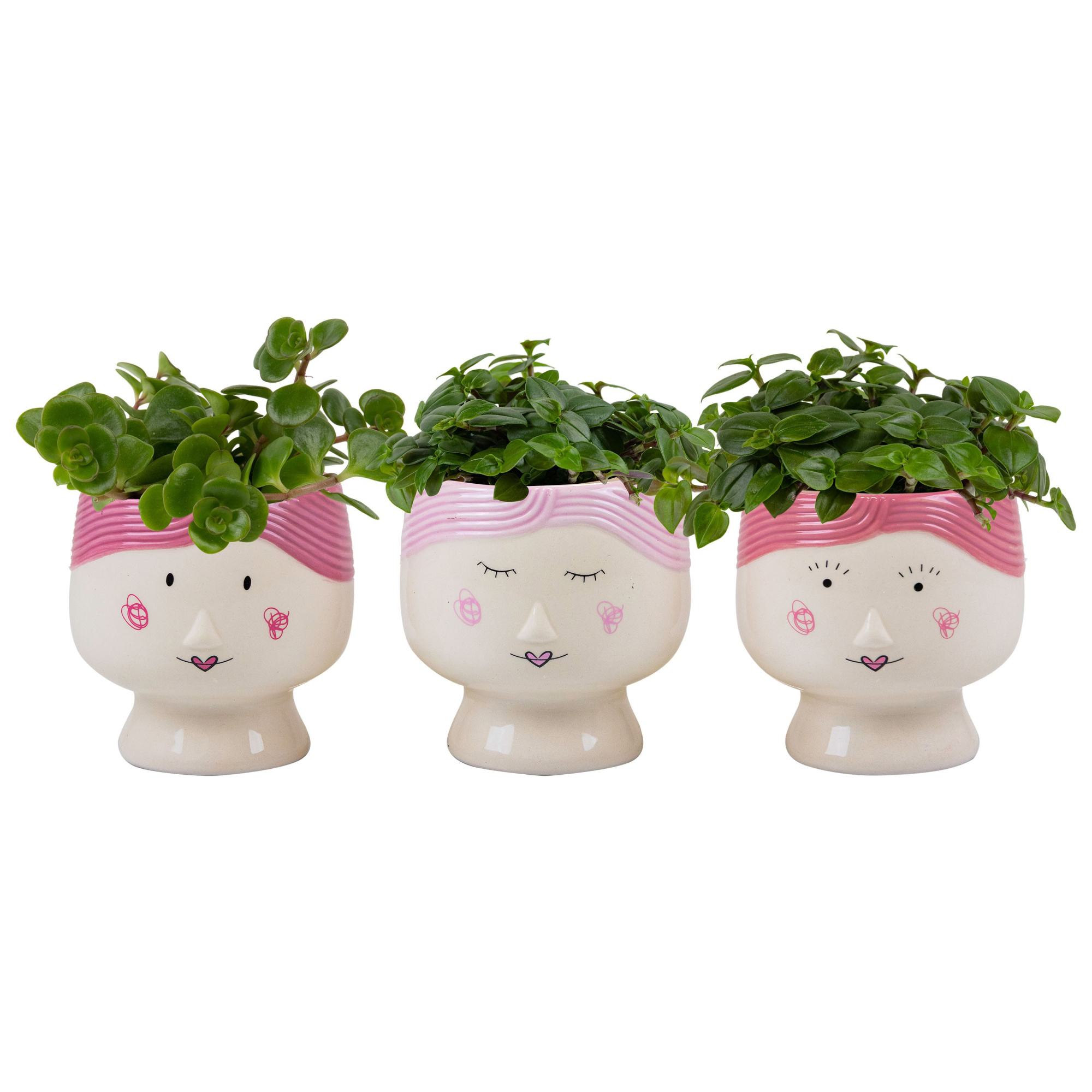 Mama Dukes with Compact Foliage, D 6