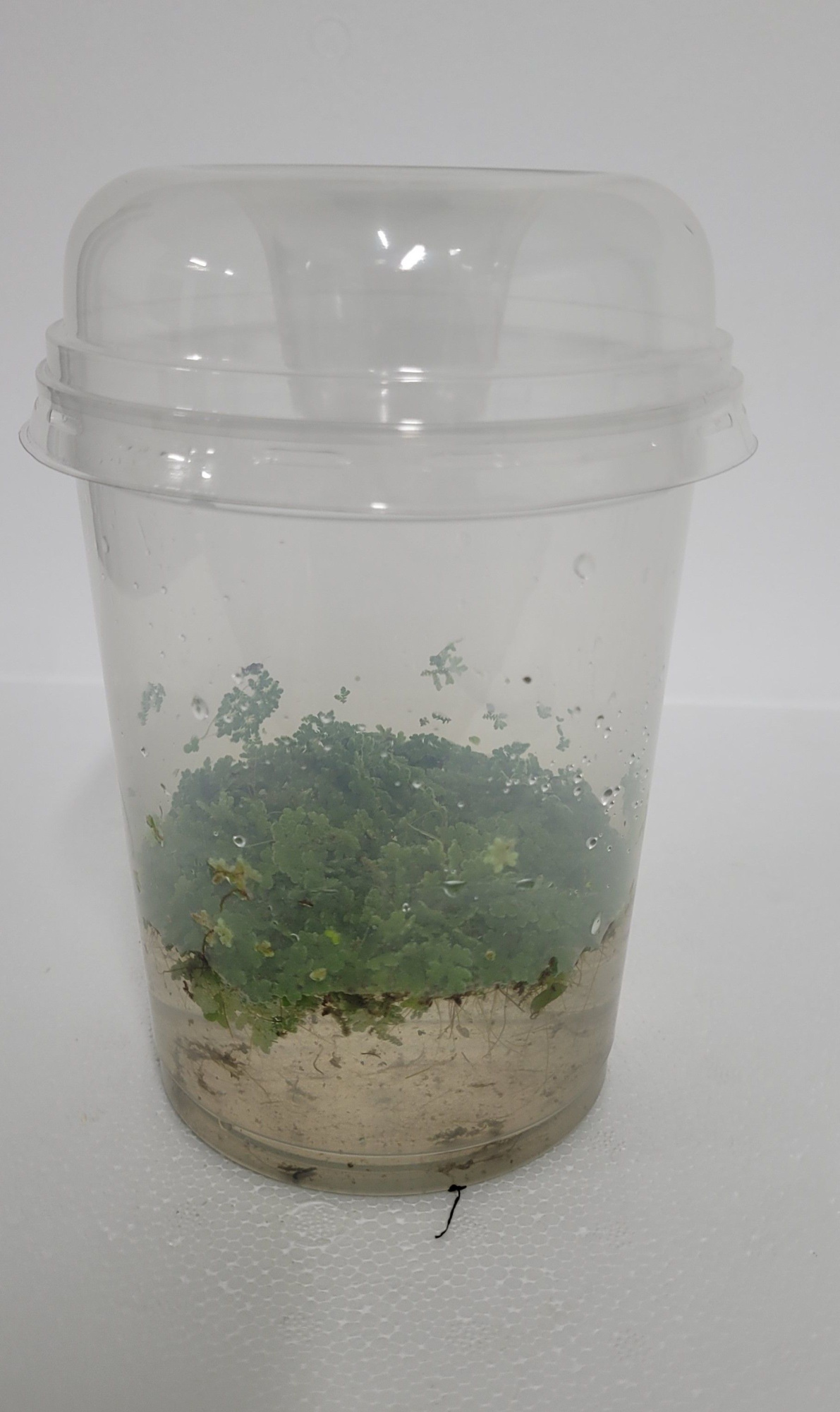 490-Azolla met Deksel, D 12 cm