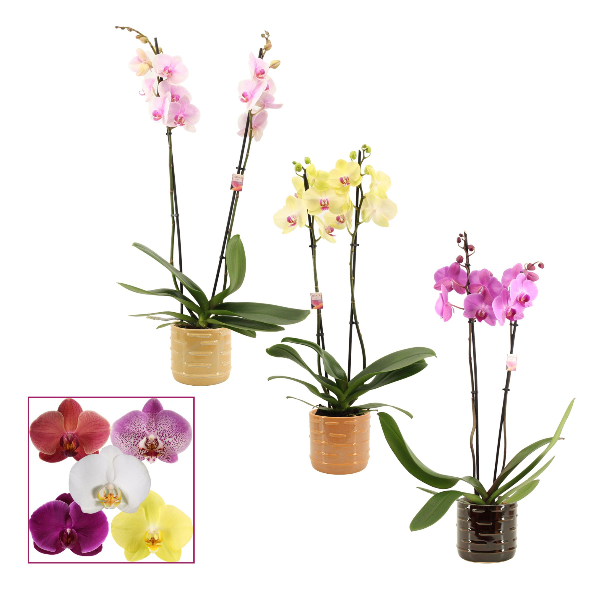 Phalaenopsis 2 tak 14+ mix in Lois (Deco-collection), D 12 cm