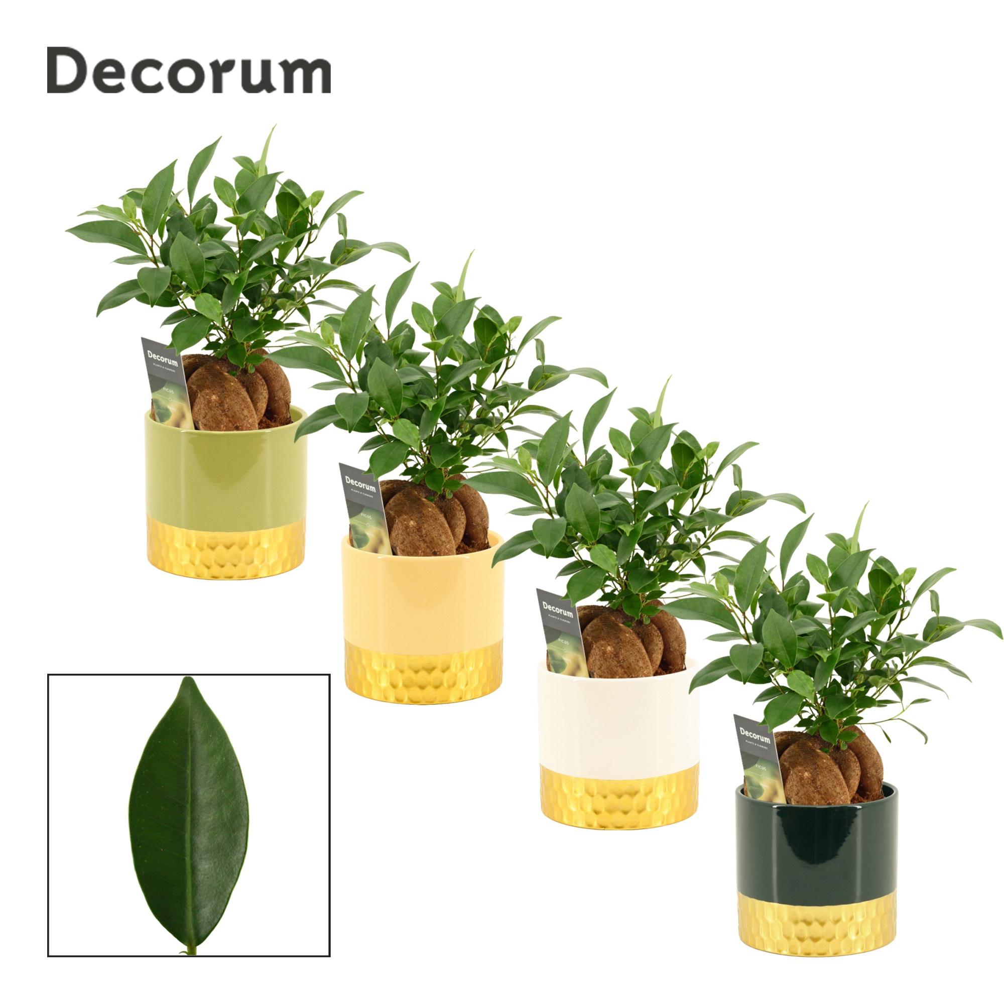 Ficus Ginseng 12 cm Retusa in Frederique (Top blend-collection), D 12 cm