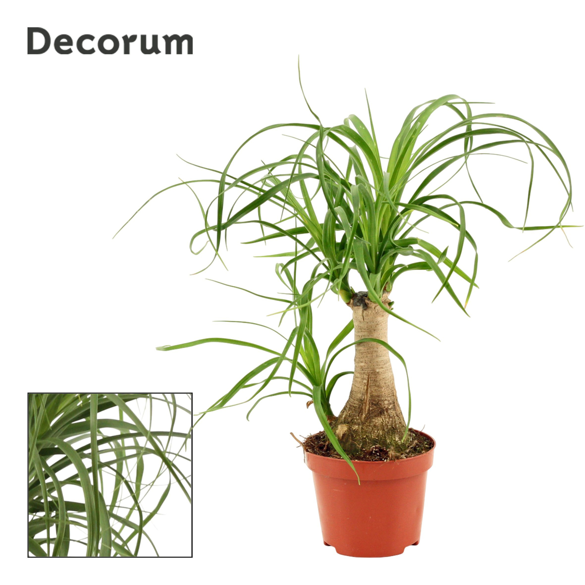 Beaucarnea Recht 9 cm (Decorum), D 9