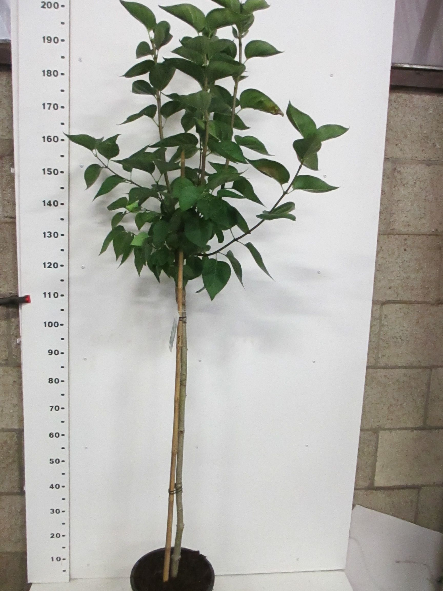 Syringa vulg. Mme. Lemoine 110st. P28, D 28 cm