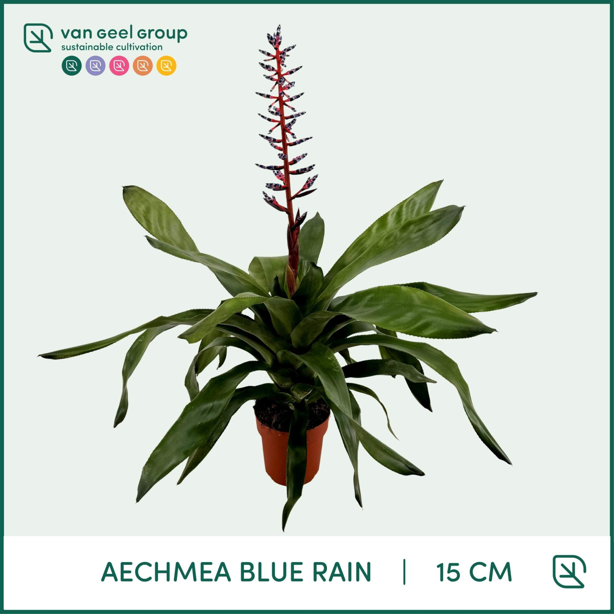 Aechmea Blue Rain, D 15 cm