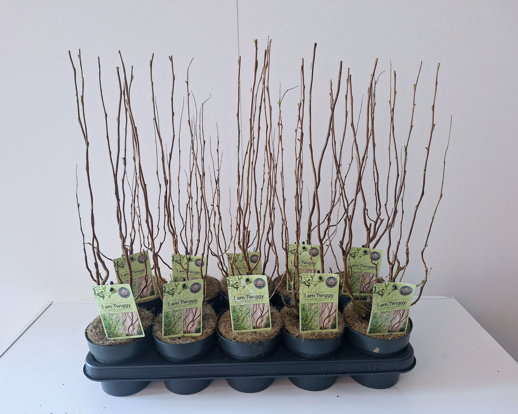 Salix Babylonica Tortuosa bush p12, D 12