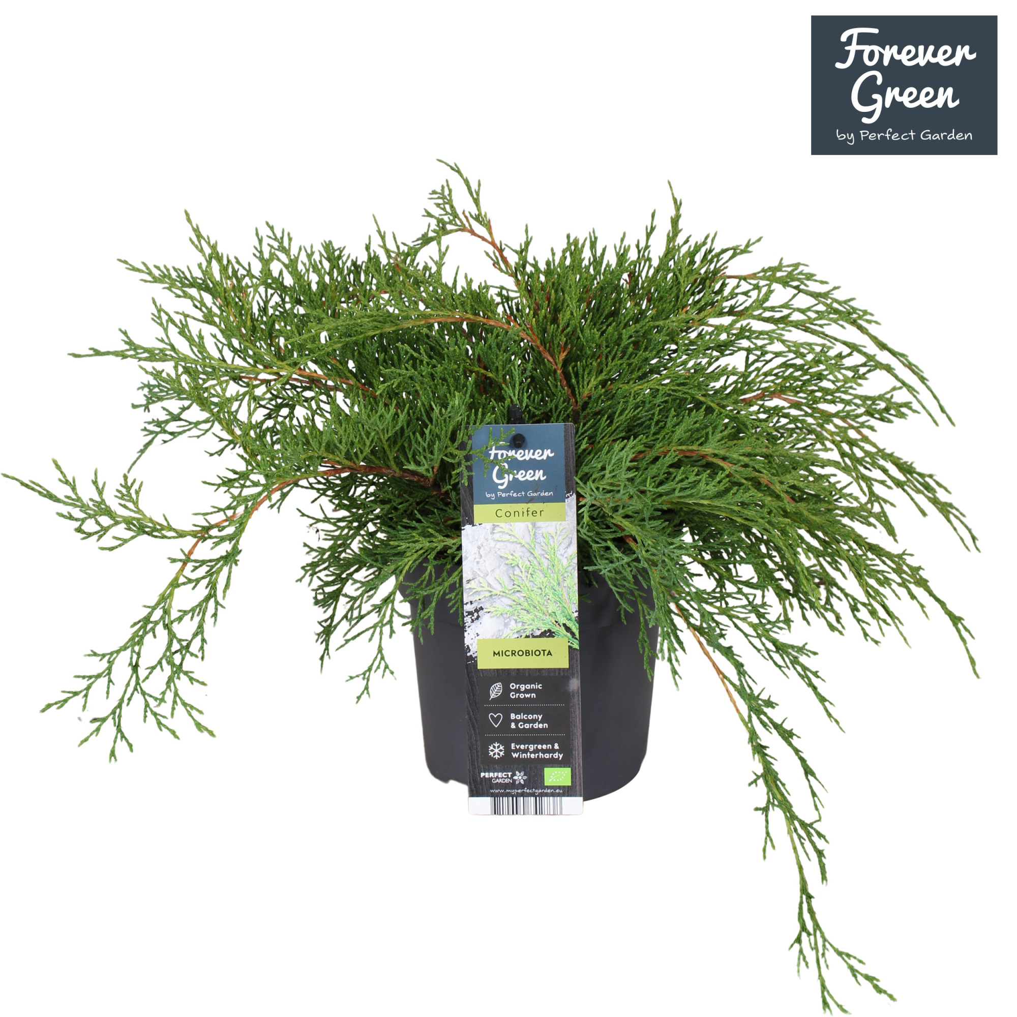 Microbiota decussata P14, D 14