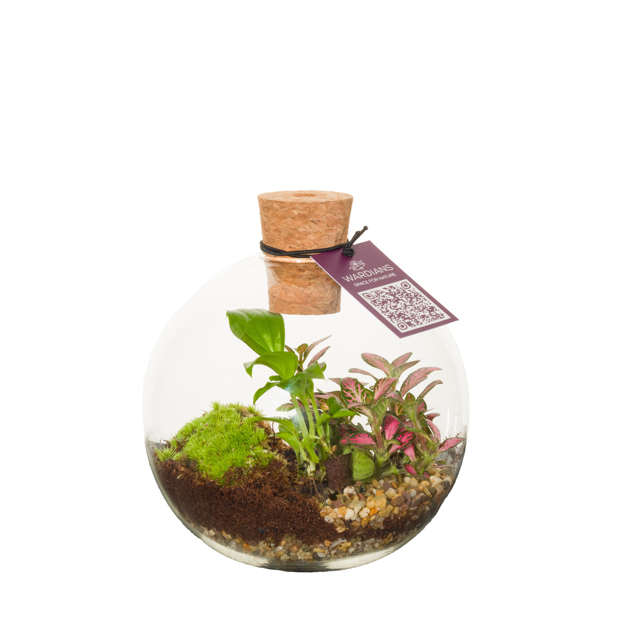 Wardians Terrarium - Orcus, D 12