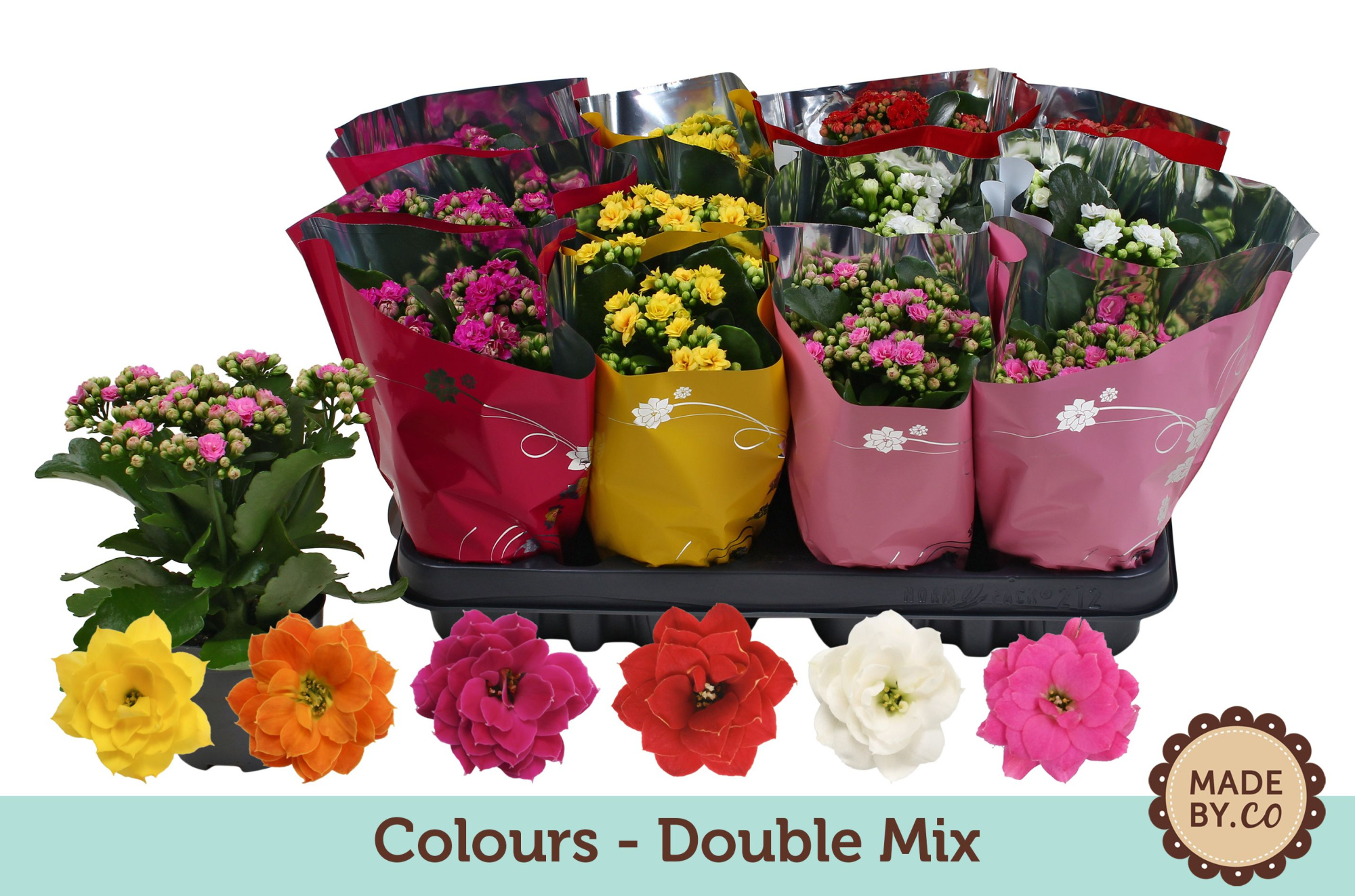 Kalanchoë Double Mix in Coloursleeve, D 9