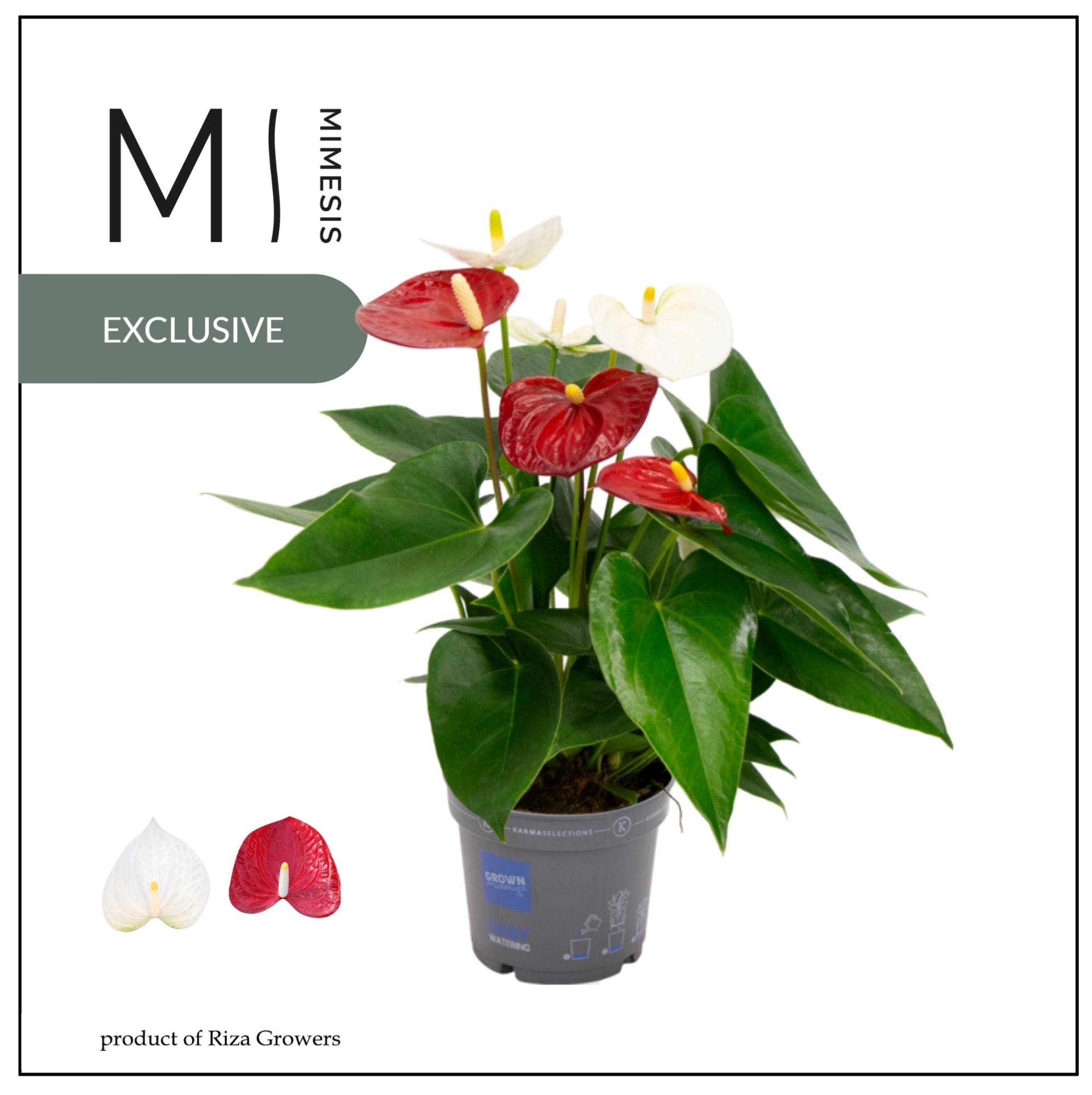 Mimesis Anthurium KARMA Red & White Duo - 12cm, D 12 cm
