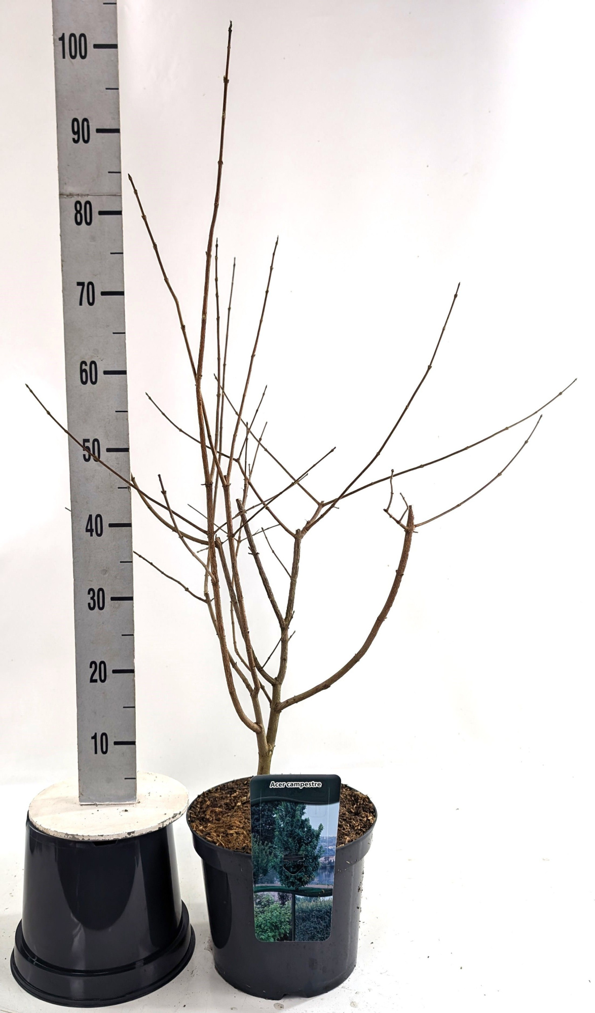 Acer campestre, D 26