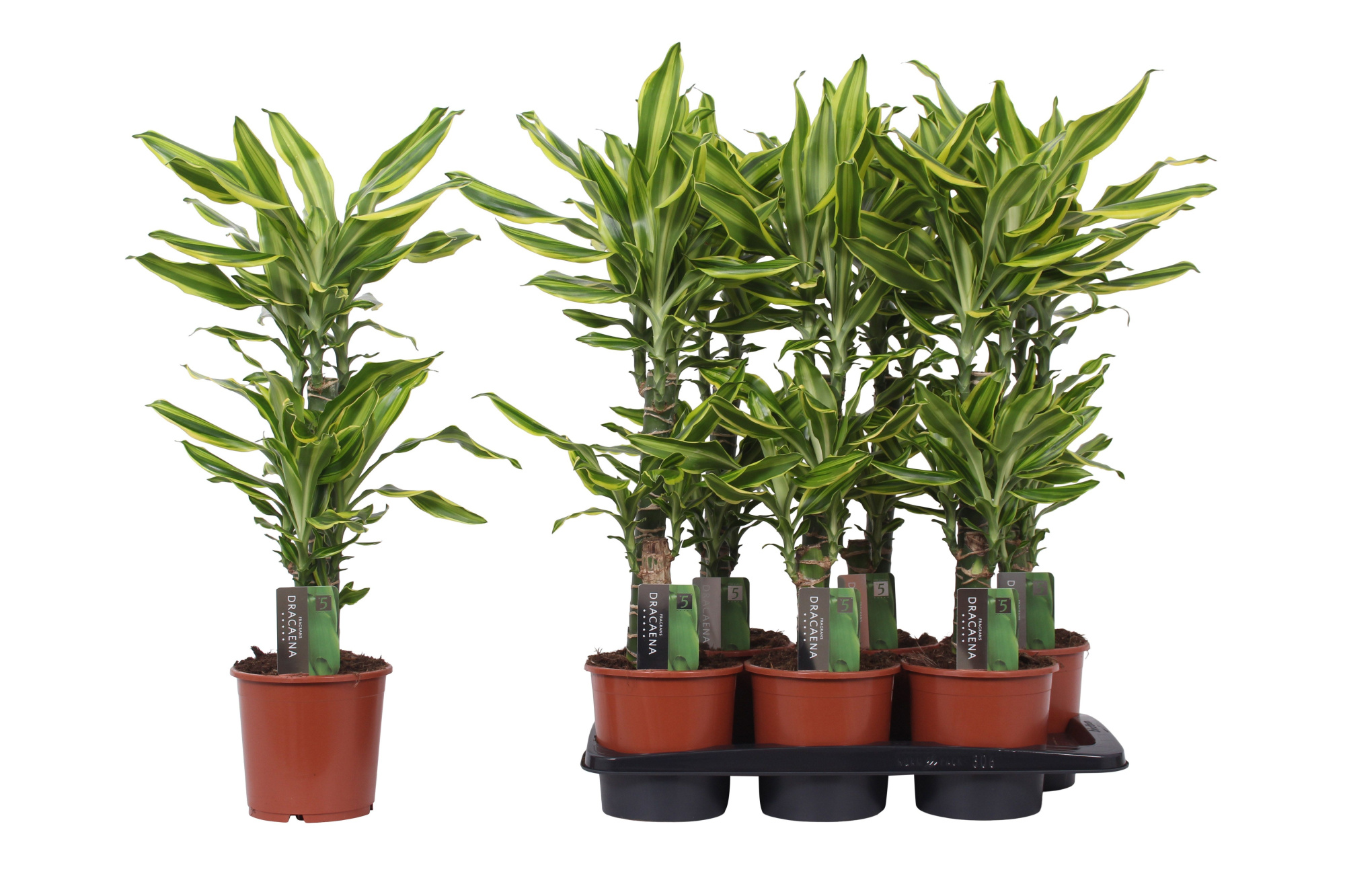 Dracaena Golden Queen, 17 cm pot, D 17 cm