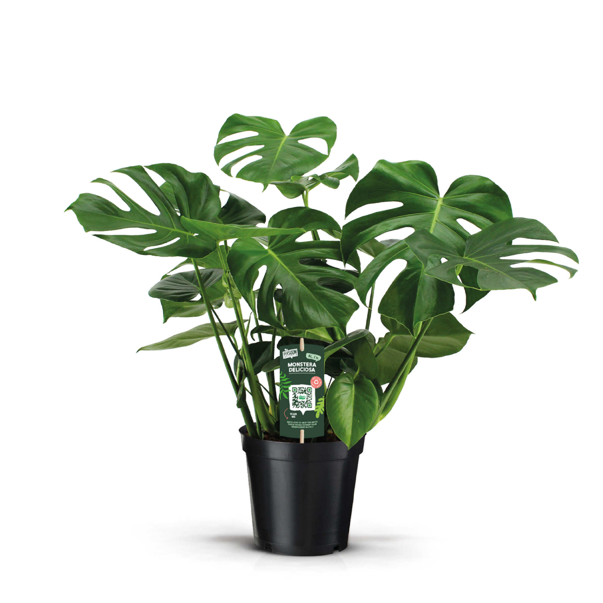 Monstera Deliciosa 21, D 21