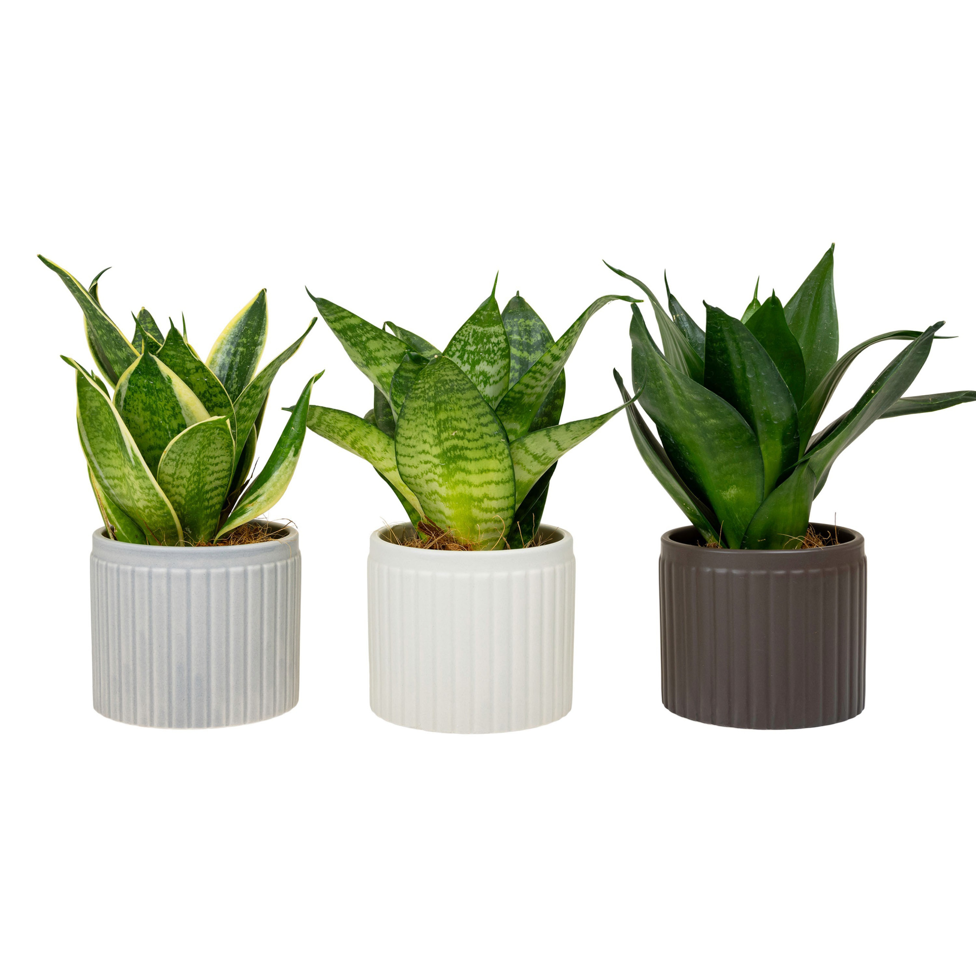 Line with Sansevieria Hahni mix, D 9 cm