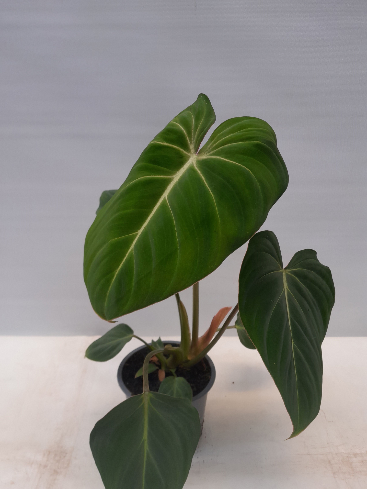 PHILODENDRON GLORIOSUM, D 12 cm