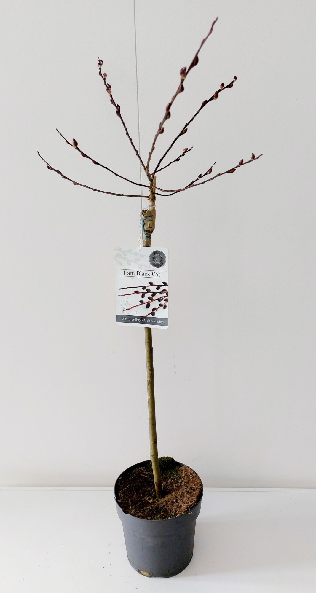 Salix Kurome stam 40, D 17