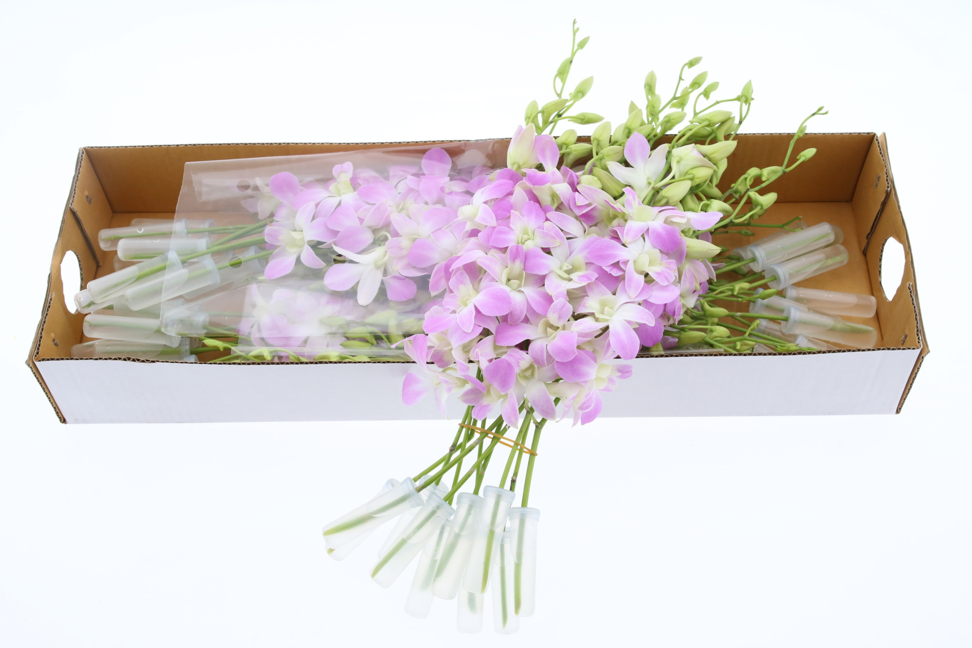 Дендробиум Овериг, шт.