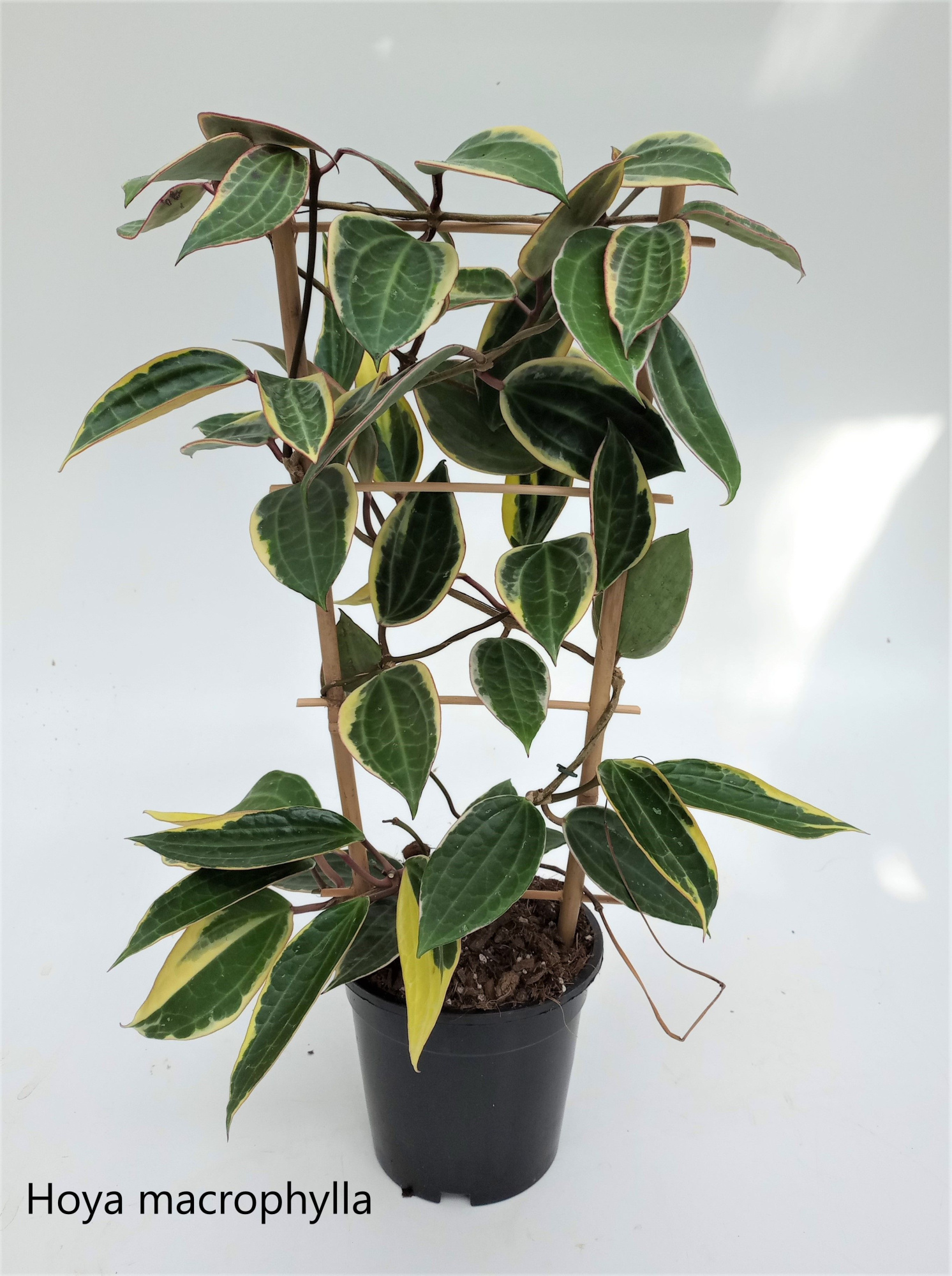 Hoya Macrophylla varigata Rek 17 cm, D 17 cm