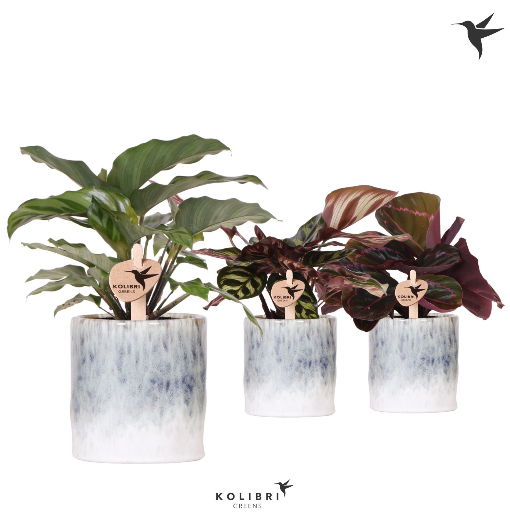 Kolibri Greens Calathea mix in Sky pot, D 9 cm