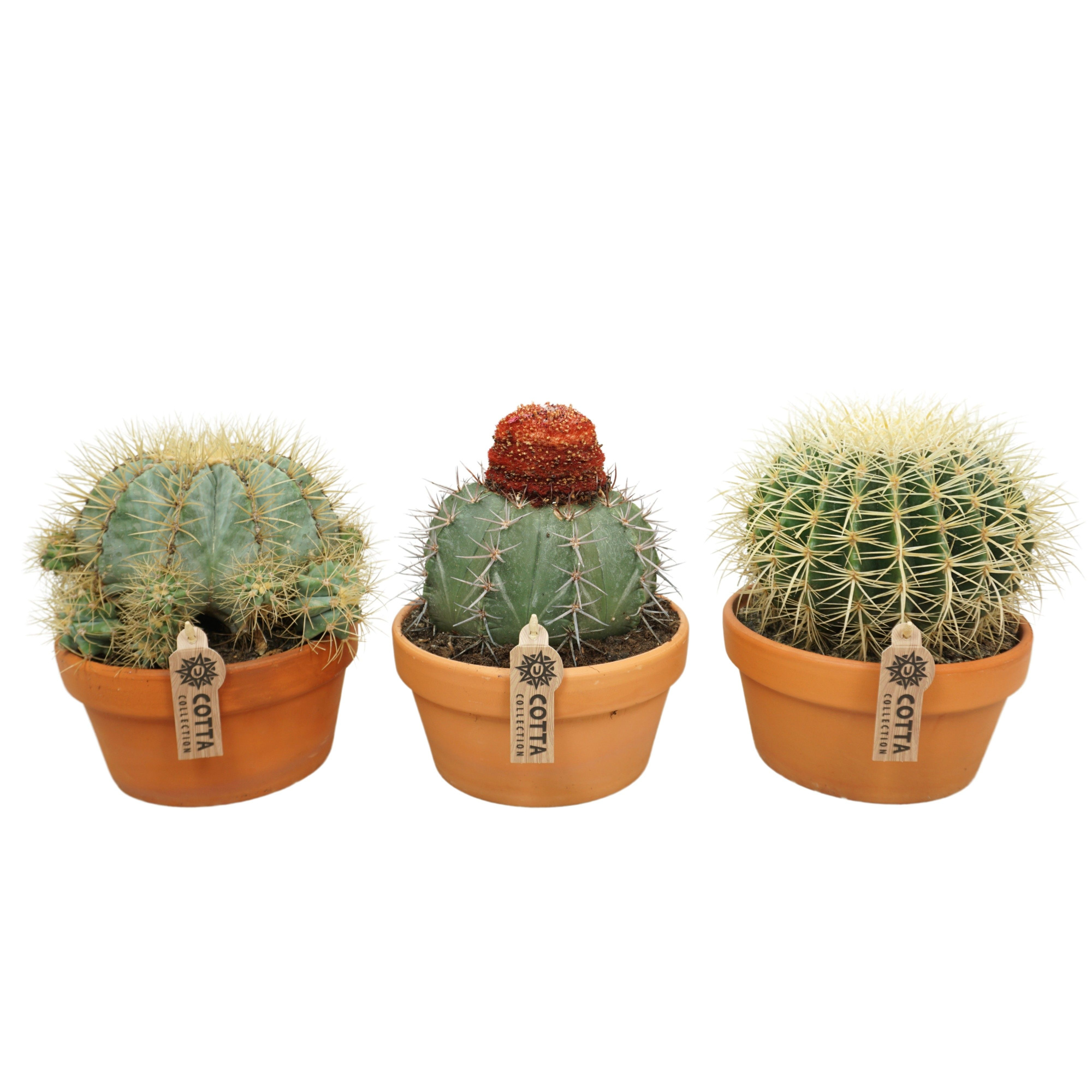Bolcactus mix 20 cm, D 20 cm