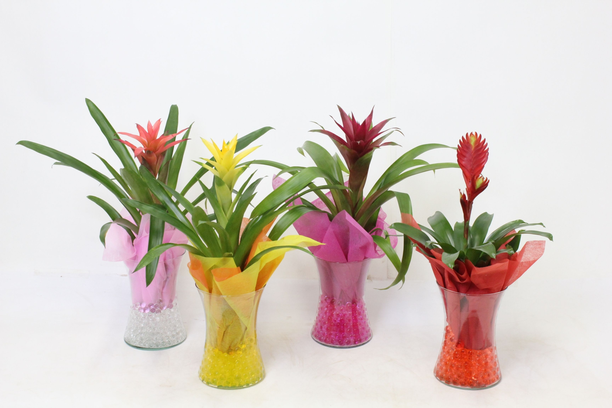 Bromelia in Diablo Glas, D 14 cm